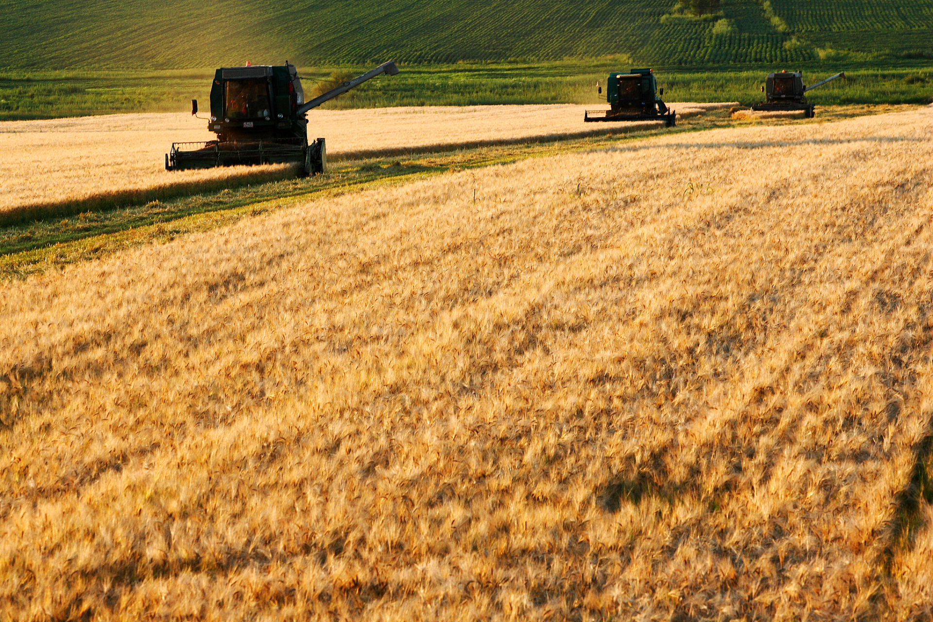加拿大发布全新小麦作物报告,揭示了小麦种植技术的卓越成果和未来