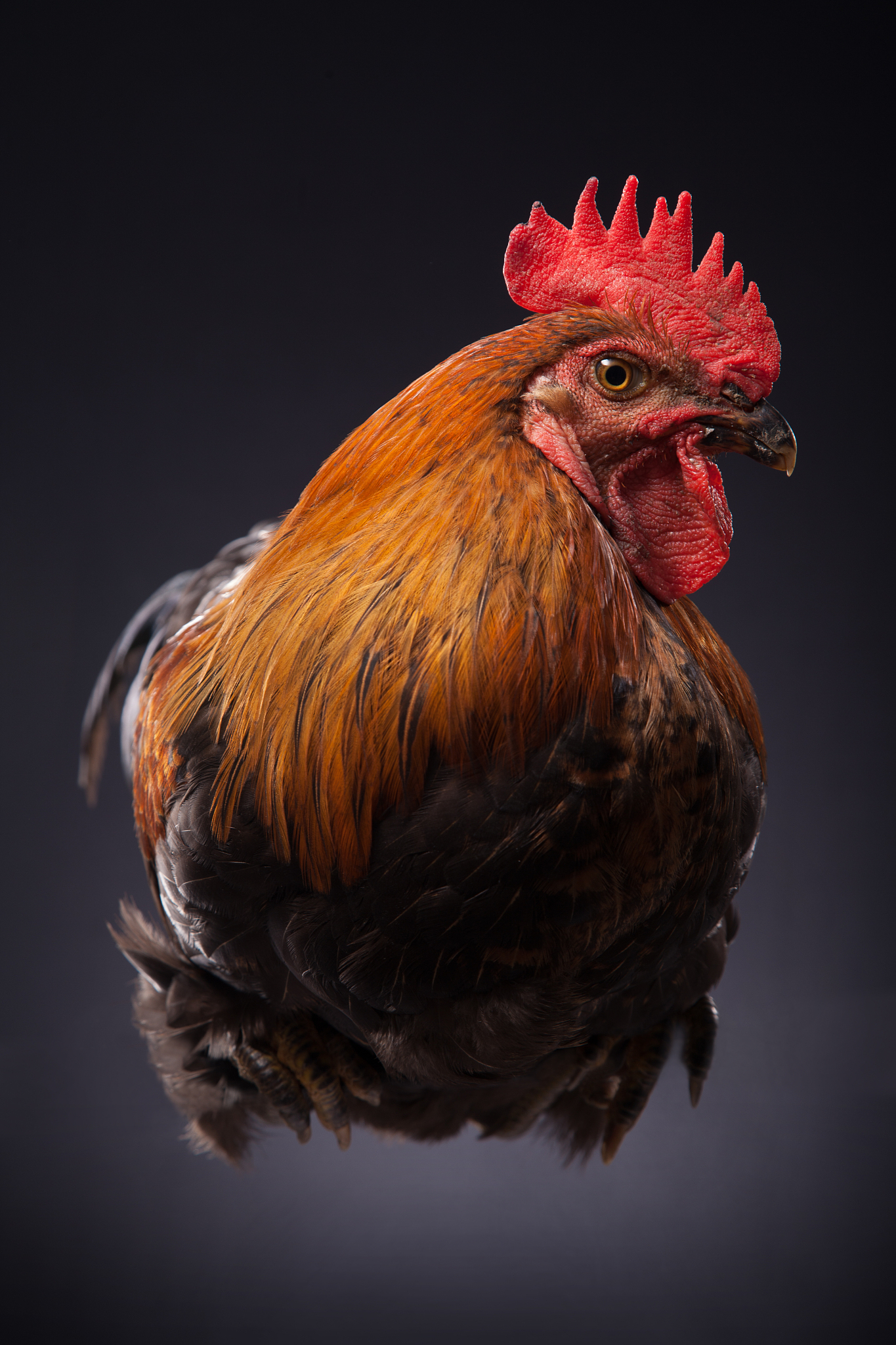 公鸡 原创侵权必究