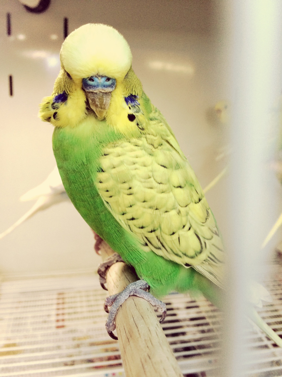 鹦鹉是绚丽多彩的鸟类,它们的外形特征可谓千姿百态,各具特色.