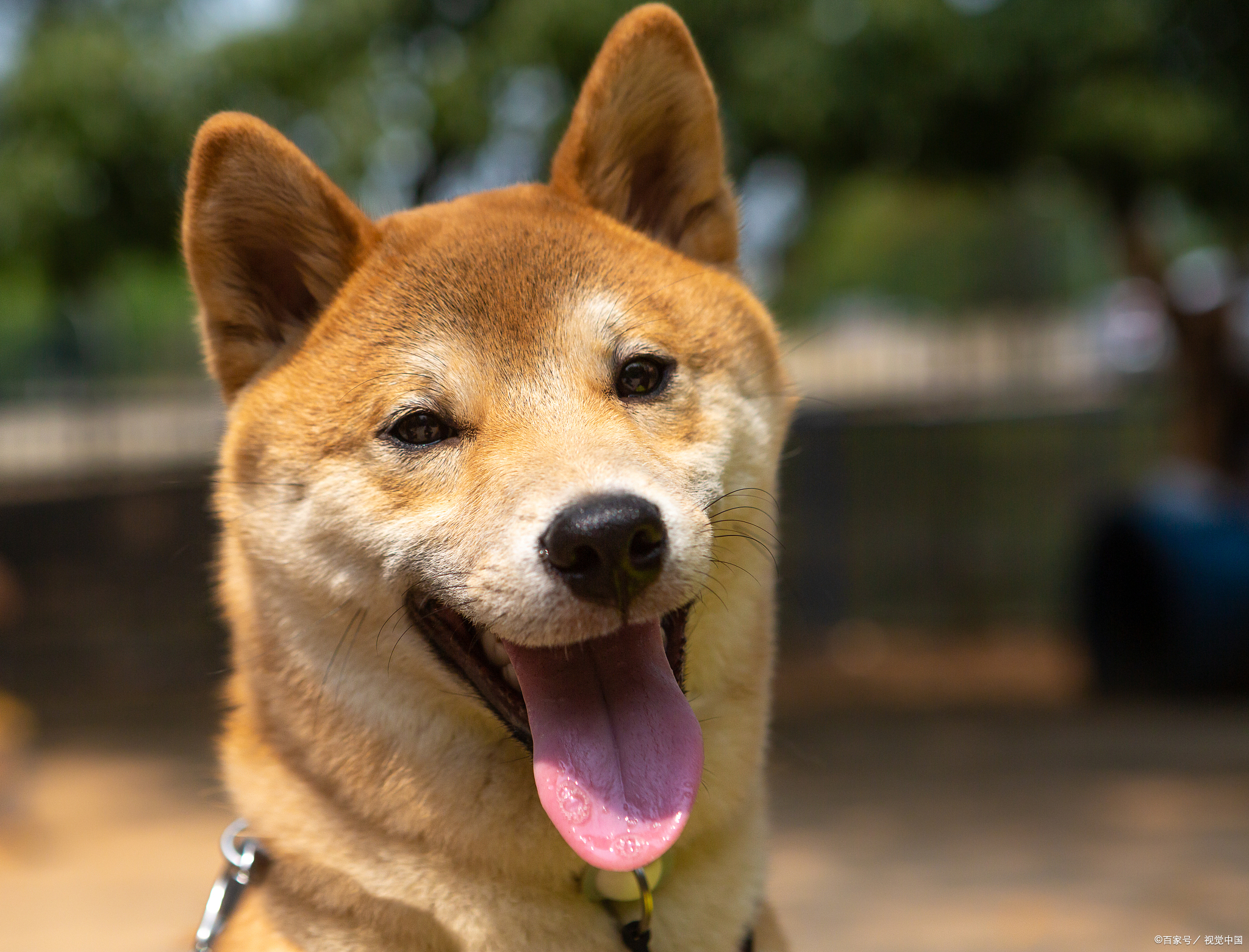 柴犬的眉毛图片