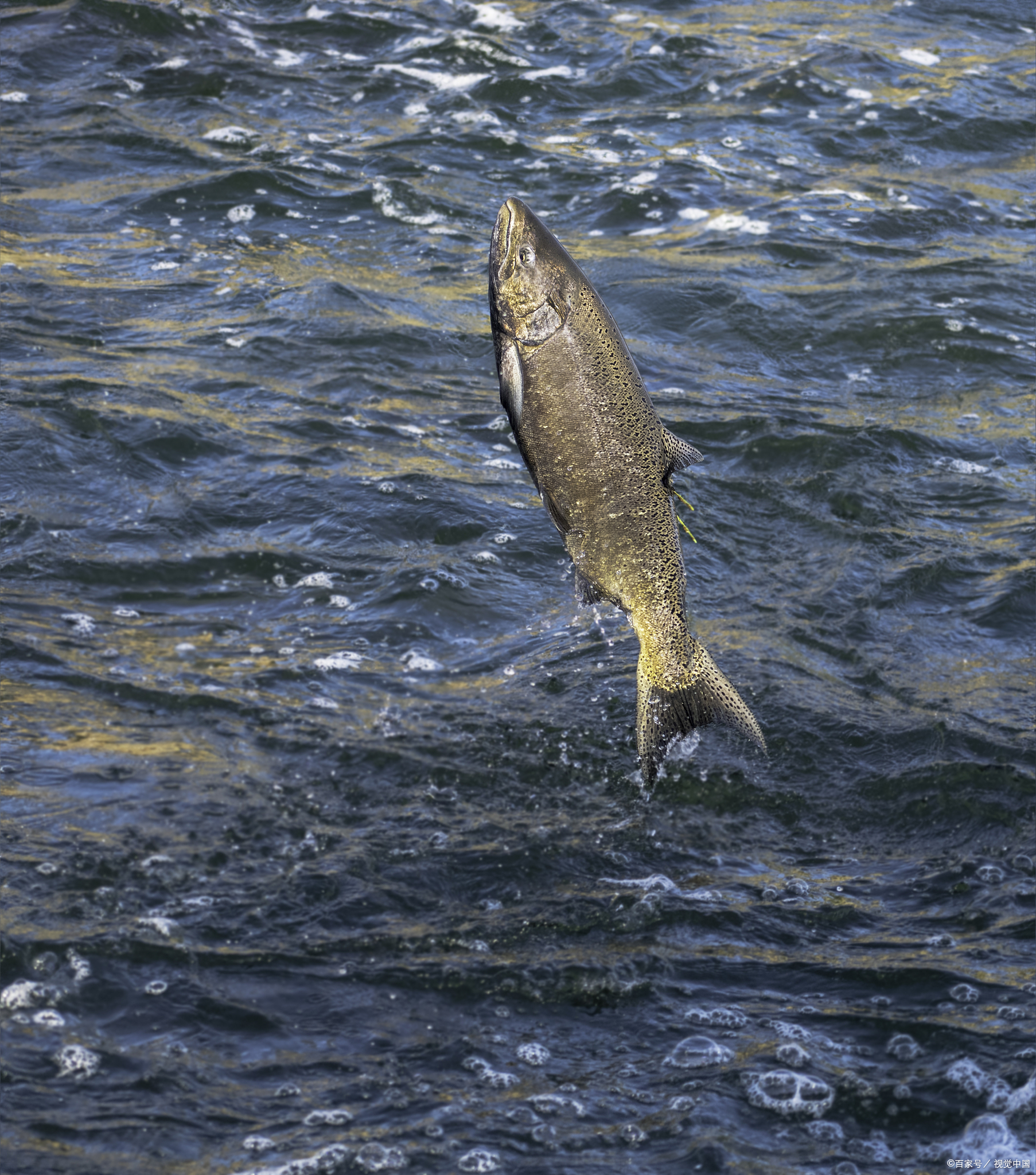 【断头后的30秒:人体最后的生命奇迹】