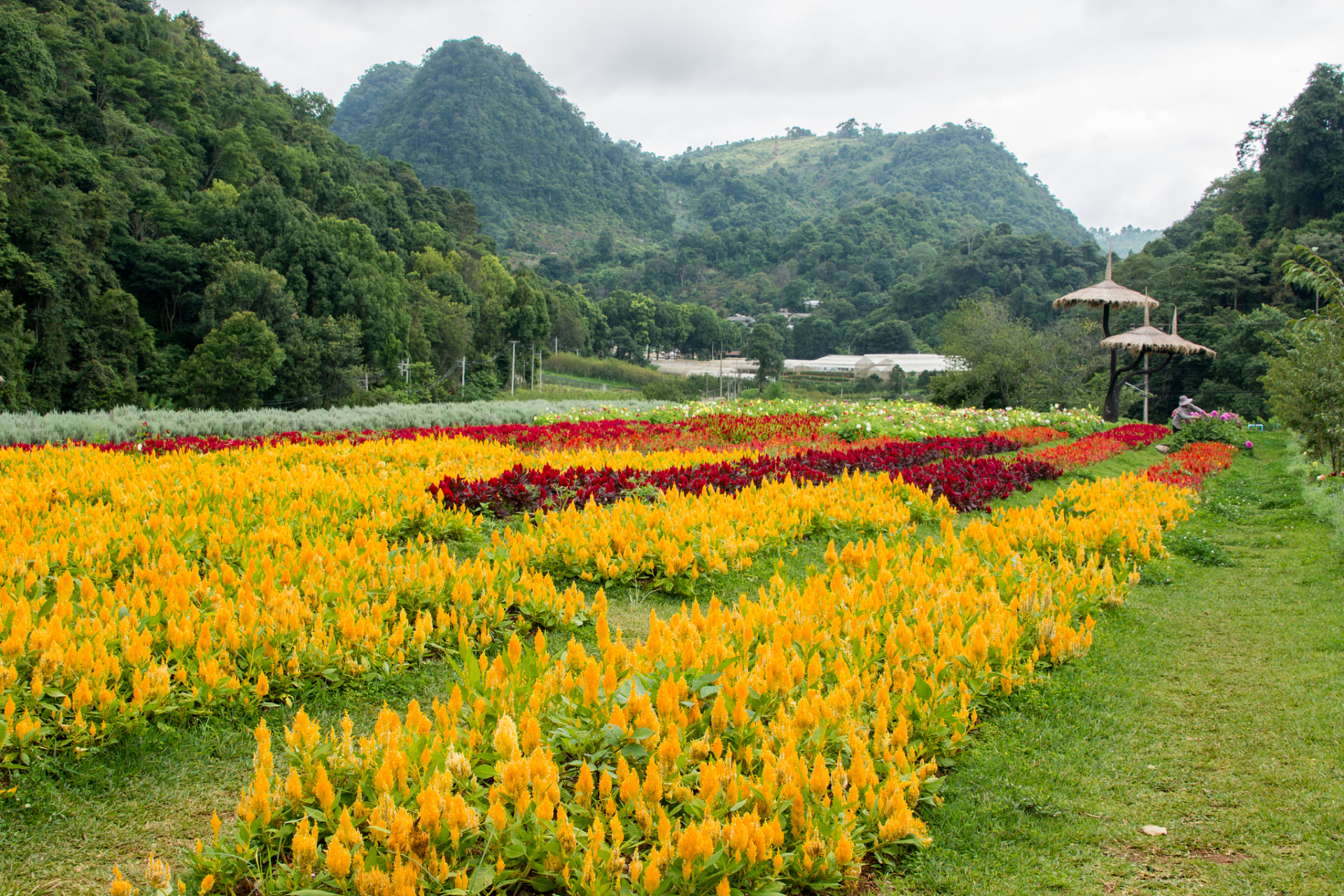 腾冲国际植物园是世界上最大的高寒植物园之一,拥有丰富的植物资源.