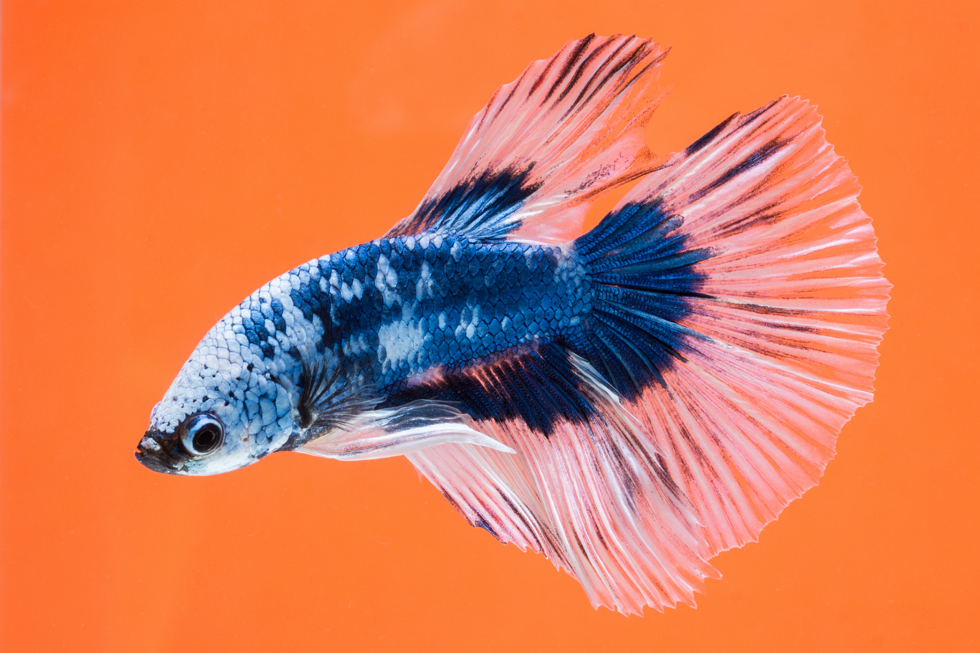 中国斗鱼具有观赏和养殖价值,喜静水和缓流,吃昆虫,浮游生物等,也接受