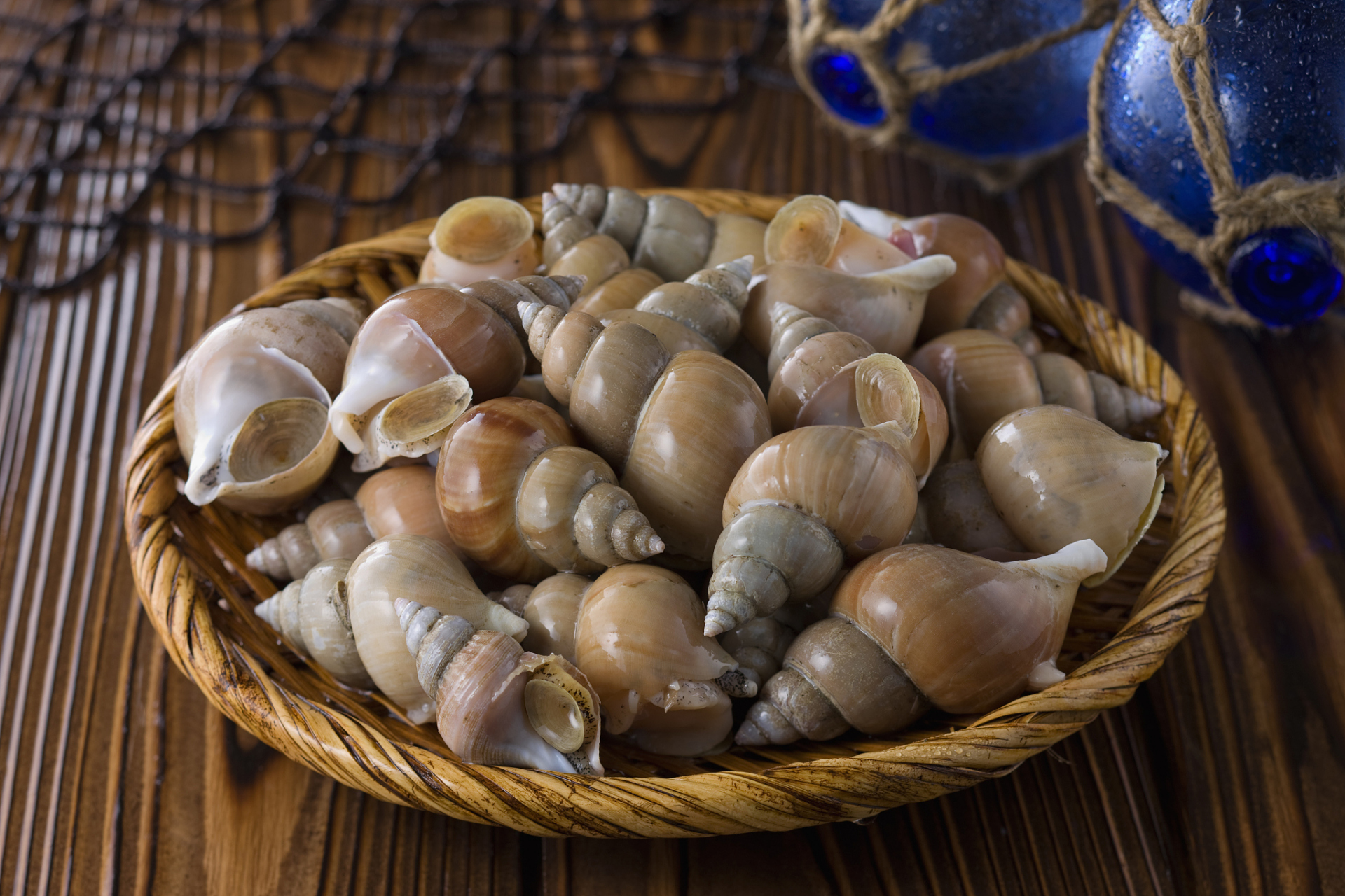 你将实现东风螺的高效养殖,为你的事业带来丰厚的回报.