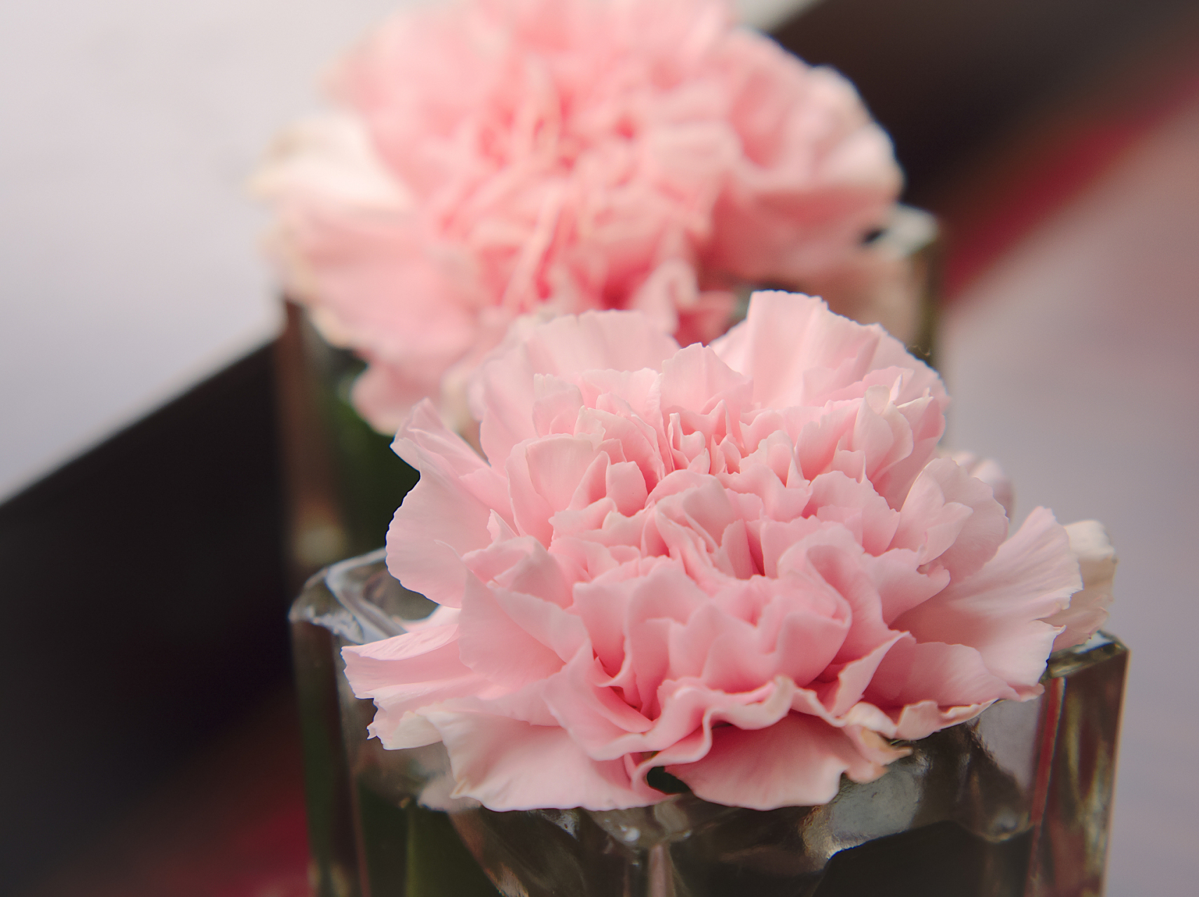 康乃馨醒花的正确方法和技巧  康乃馨醒花是有一定的技巧和方法的.