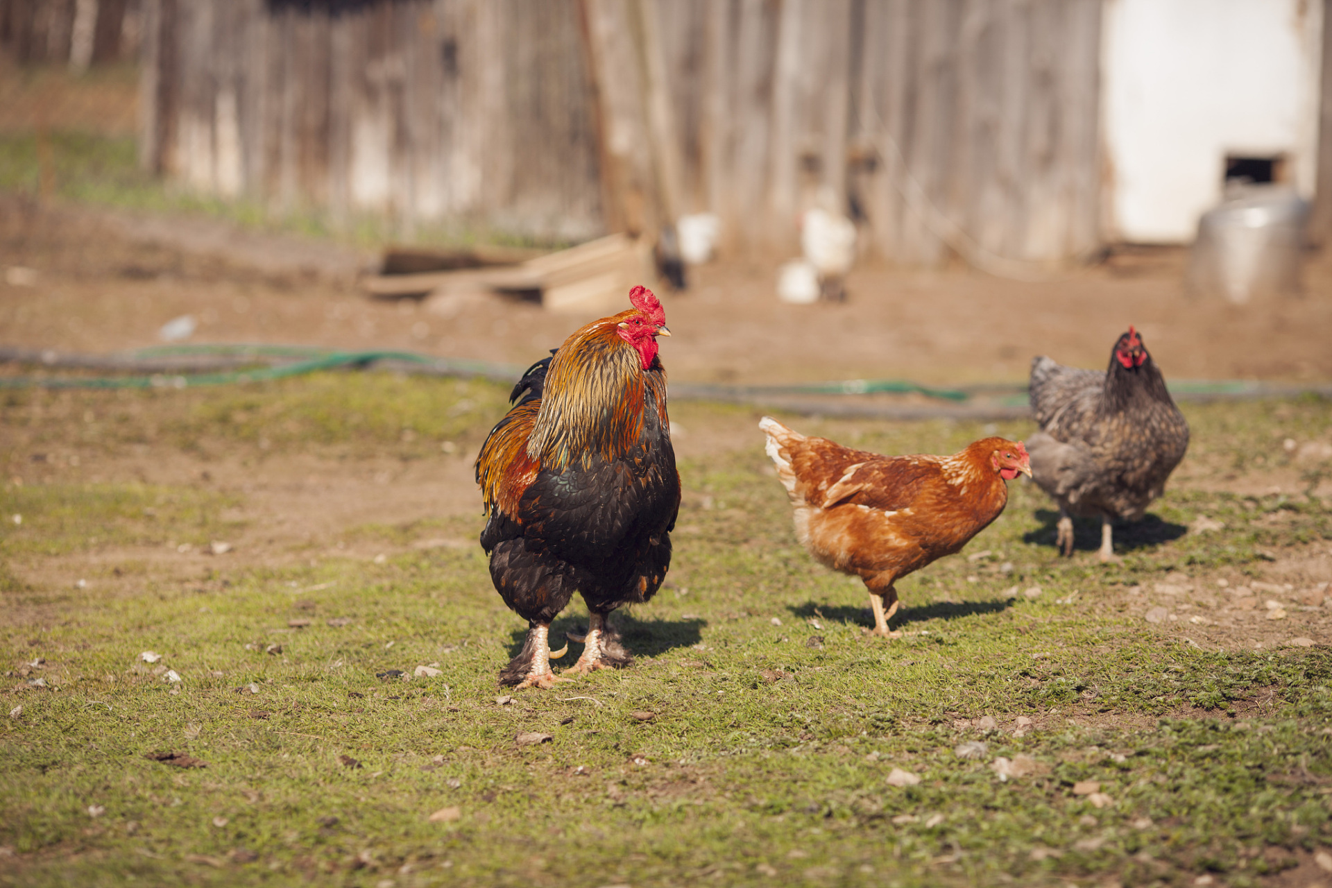 93在农村散养鸡,都需要注意哪些呢?