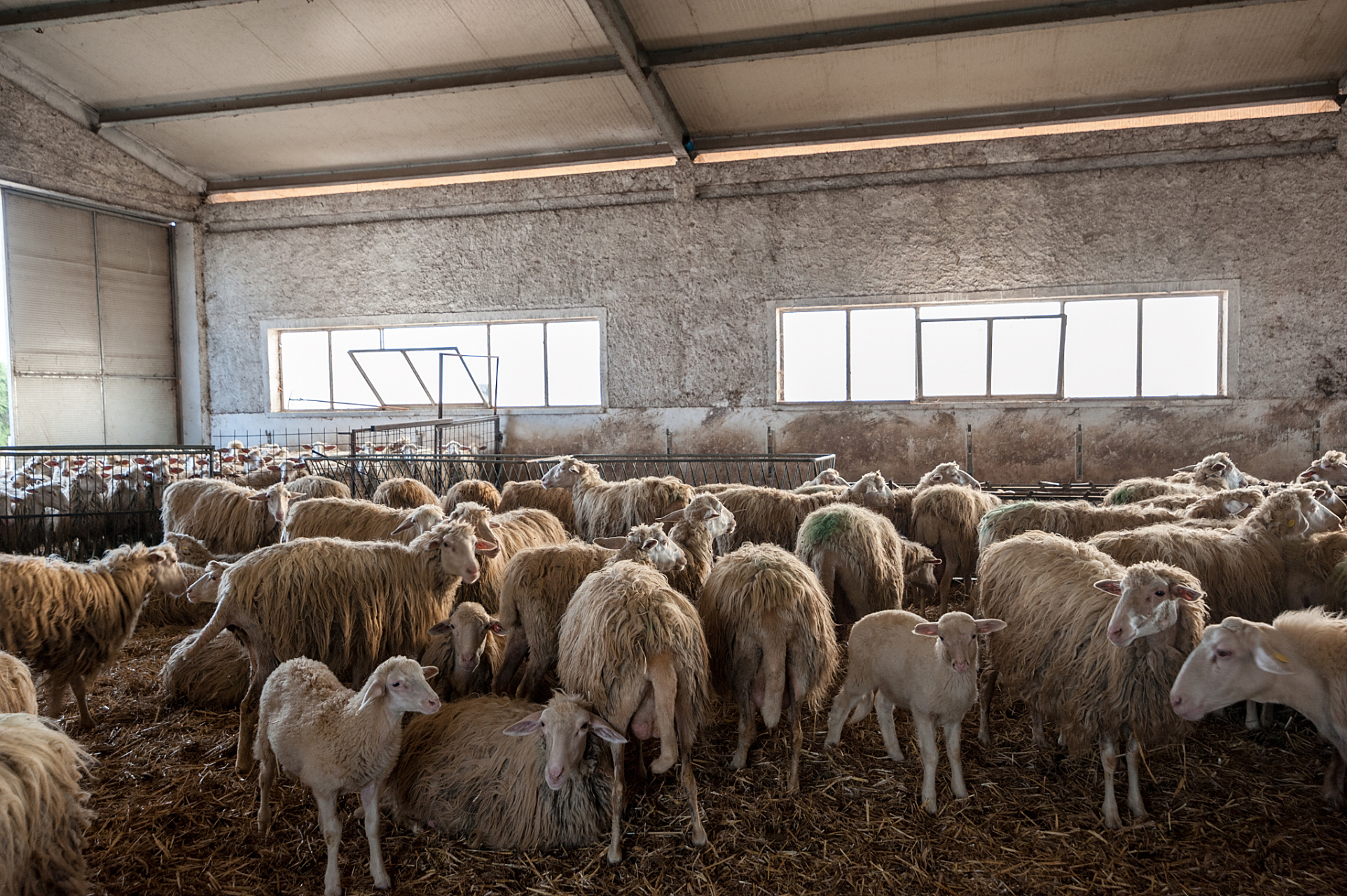 科学喂养圈养羊需考虑以下三方面:1,饲料管理,搭配合理饲料;2,饲养