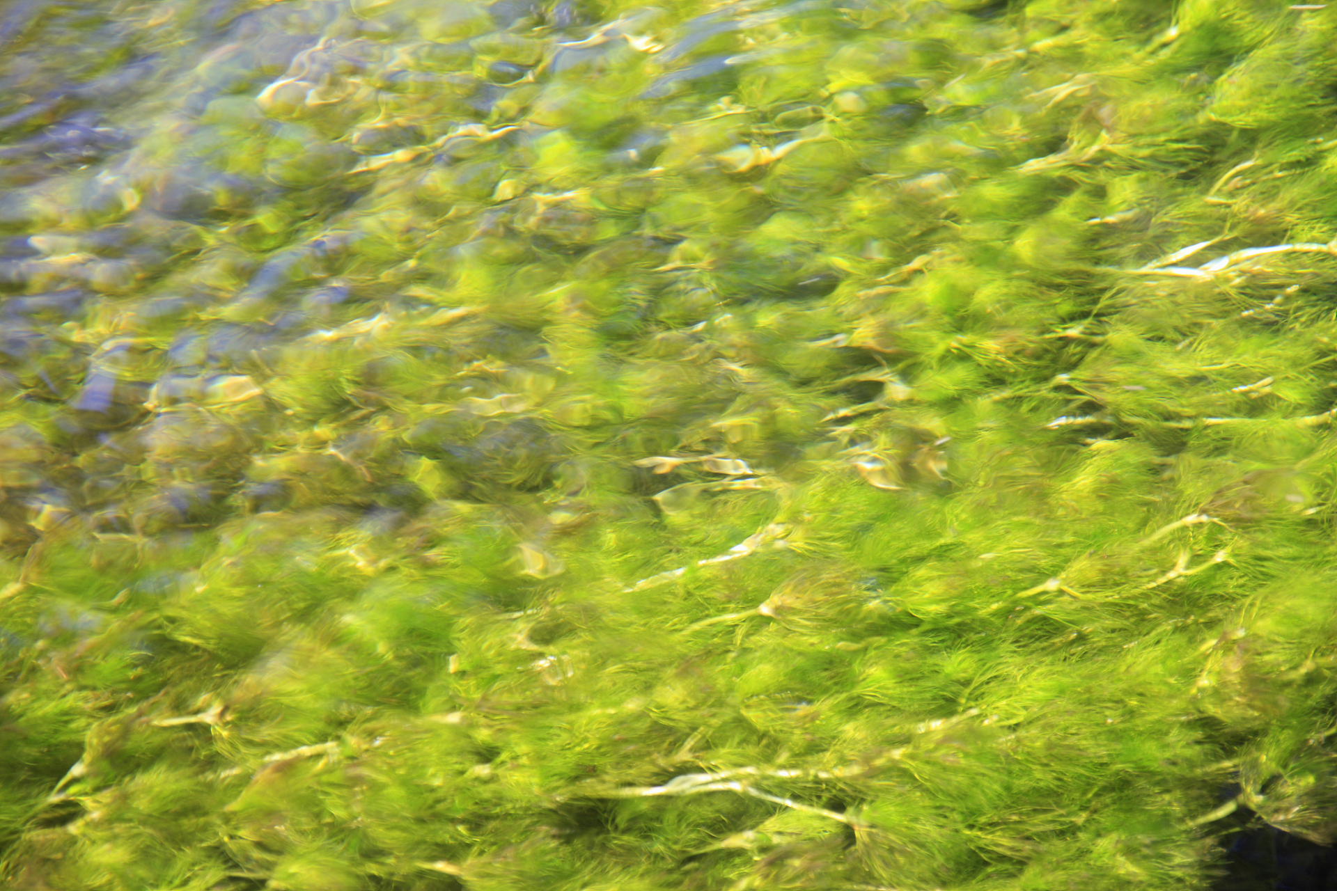 小球藻如何在池塘快速培养?