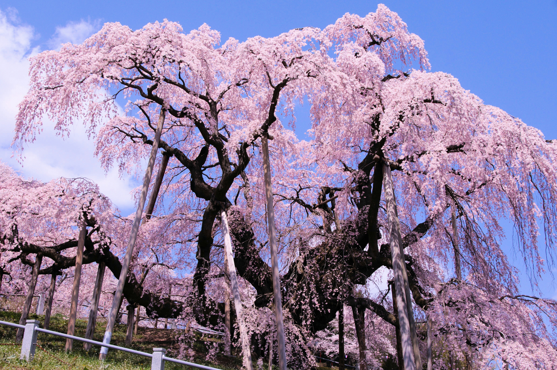 樱花树结的果子能吃吗  樱花树结的果子一般被称为樱桃,它们是可食用