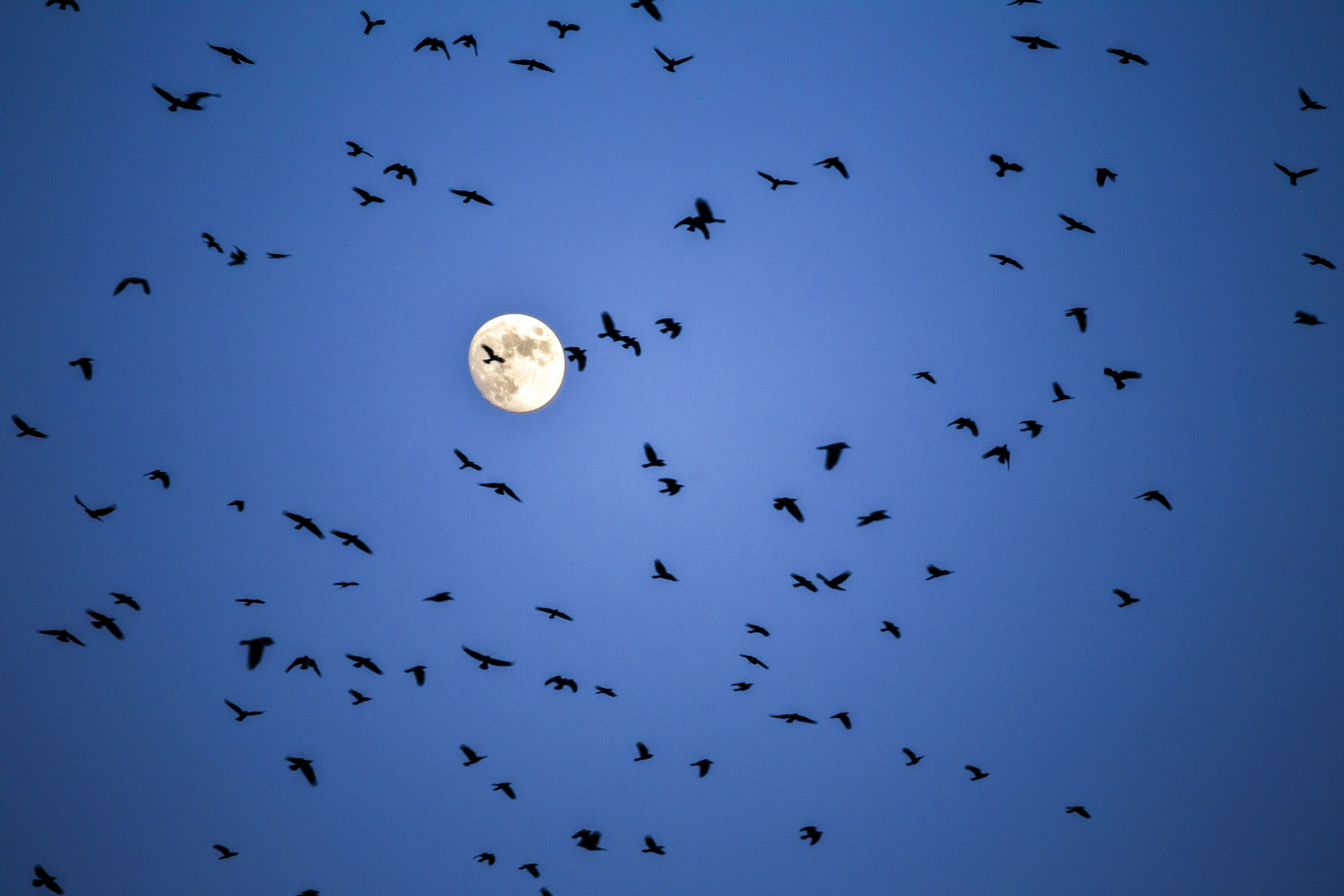 云南一地燕子漫天飞舞地震局回应# 燕子夜间漫天飞舞,与地震没有纸佑