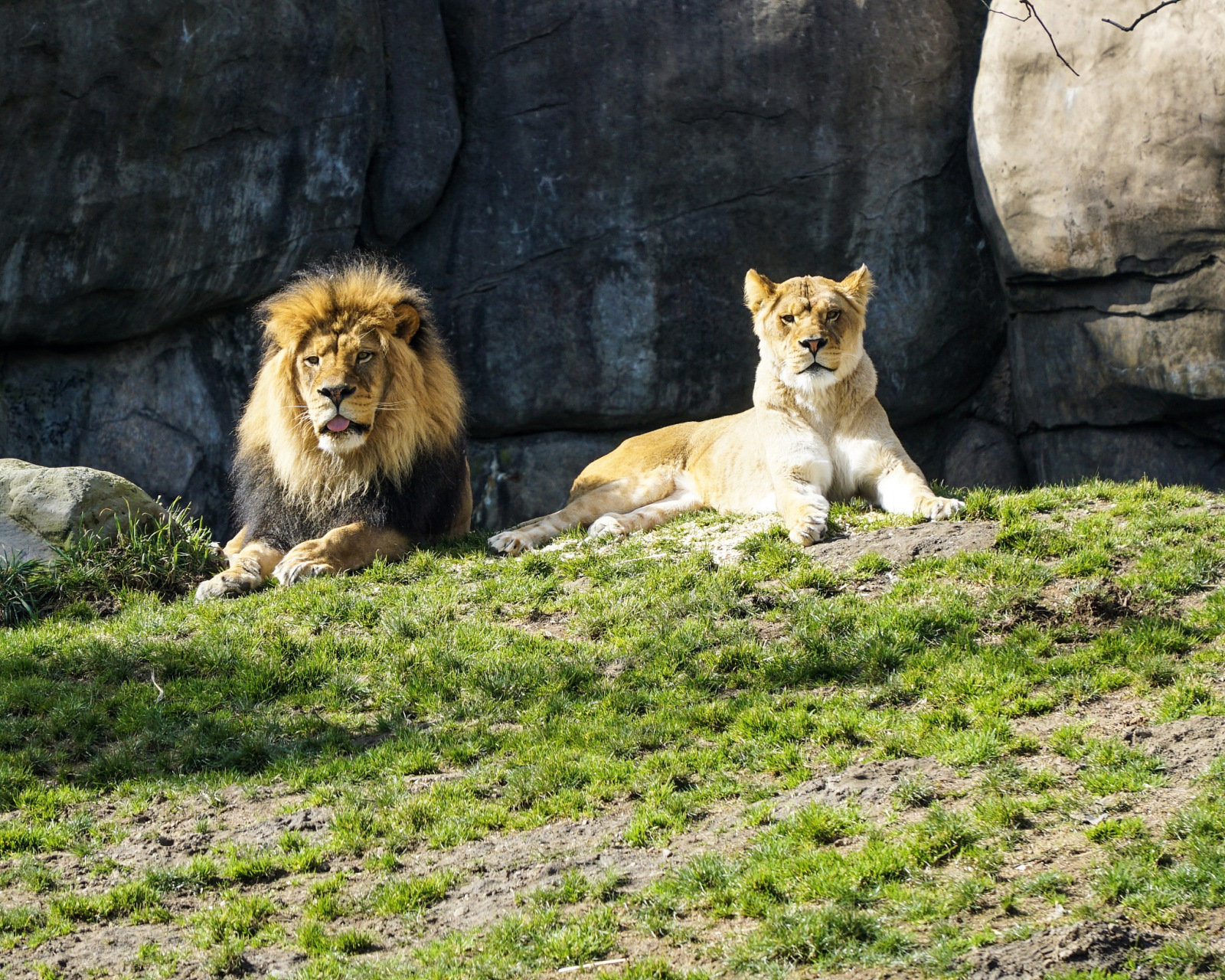 日本動物園兩頭獅子因感染新冠死亡