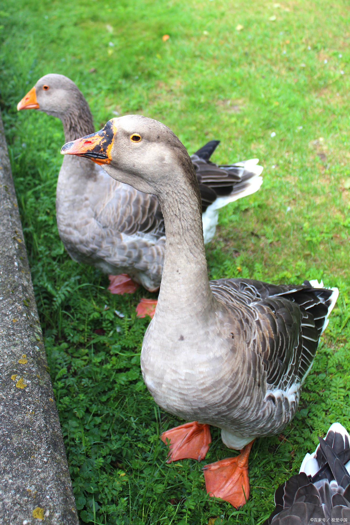 番鸭:解锁珍禽美味,健康餐桌新选择