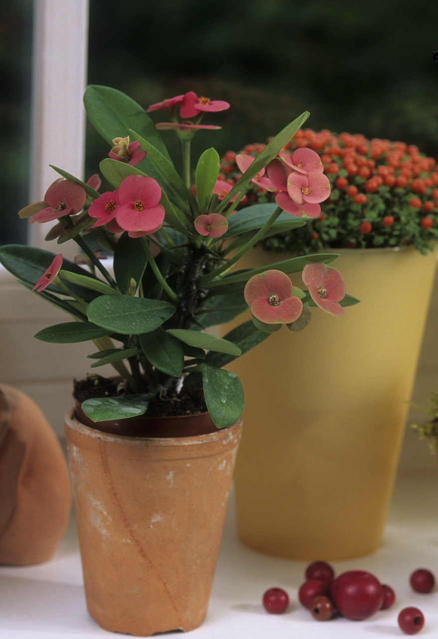 虎刺梅,是一种热带植物,也被称为麒麟刺,麒麟花,铁海棠等,因其多刺的