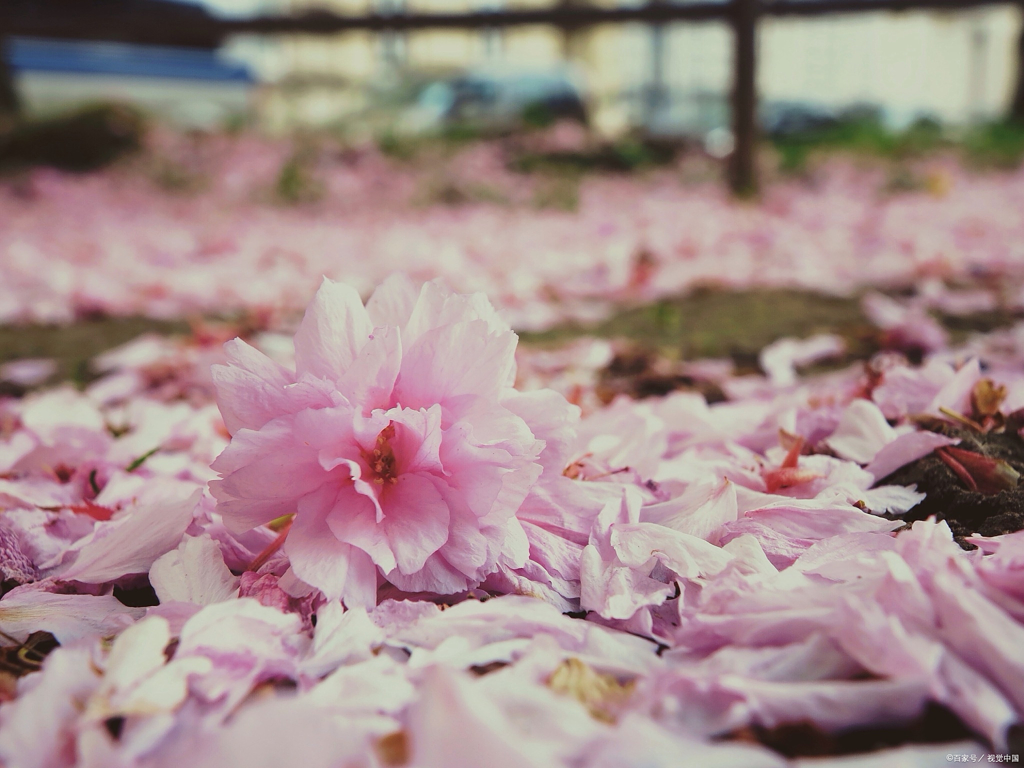 当春天的微风轻轻拂过,花苞在温暖的阳光下缓缓舒展,每一片花瓣都像是