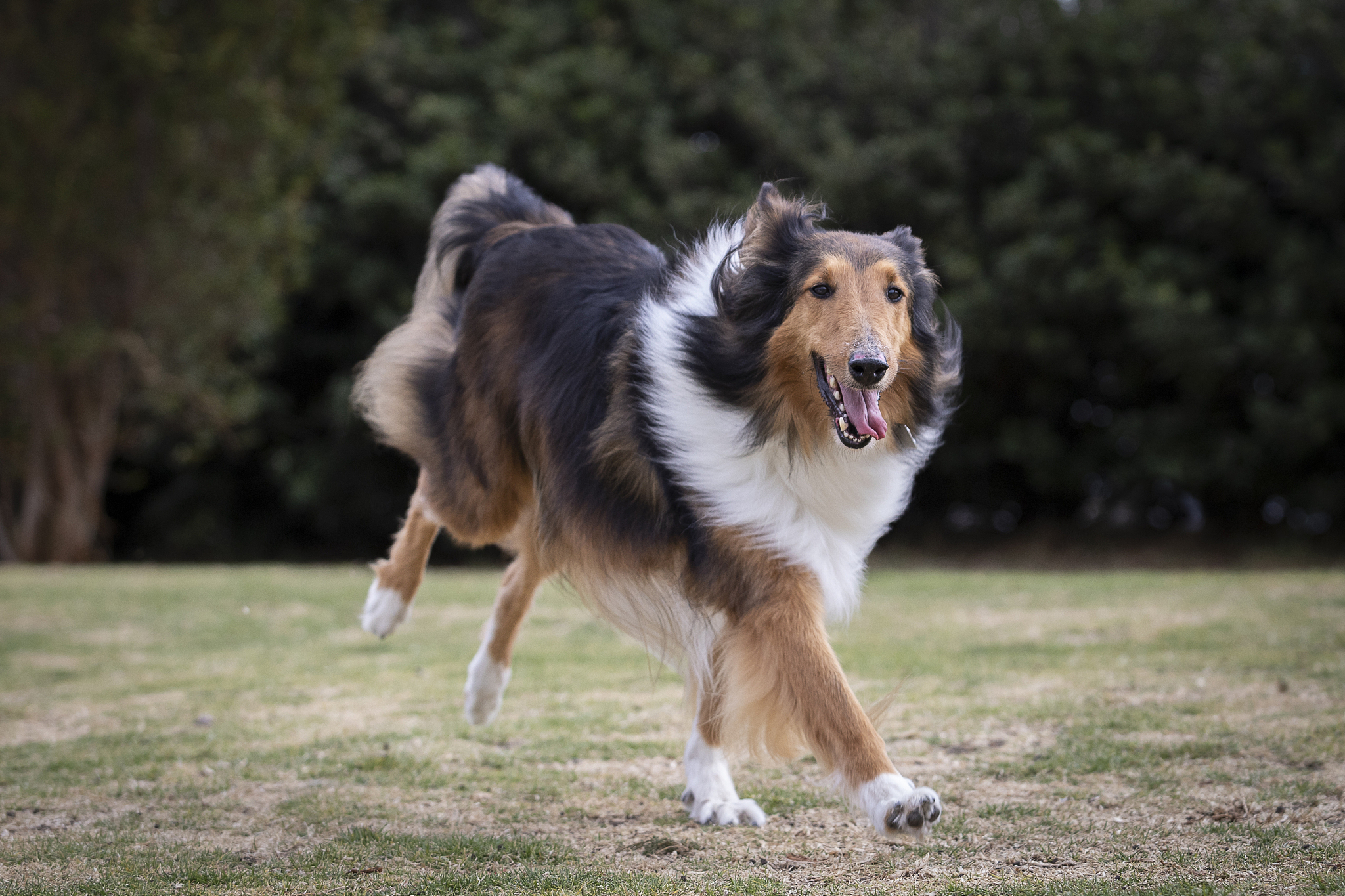 此外,还有地区性或不太常见的品种,如布里牧羊犬和长毛牧羊犬