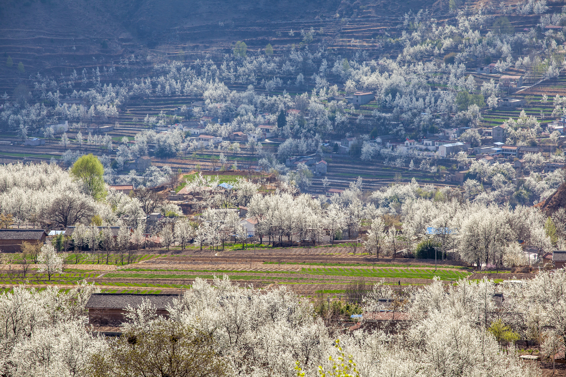 简阳梨花沟风景区图片图片