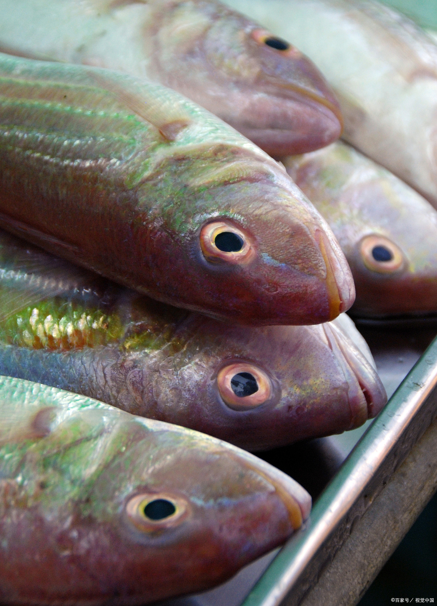 笋壳鱼怎么做好吃 笋壳鱼的做法有很多种,以下是一些常见的做法