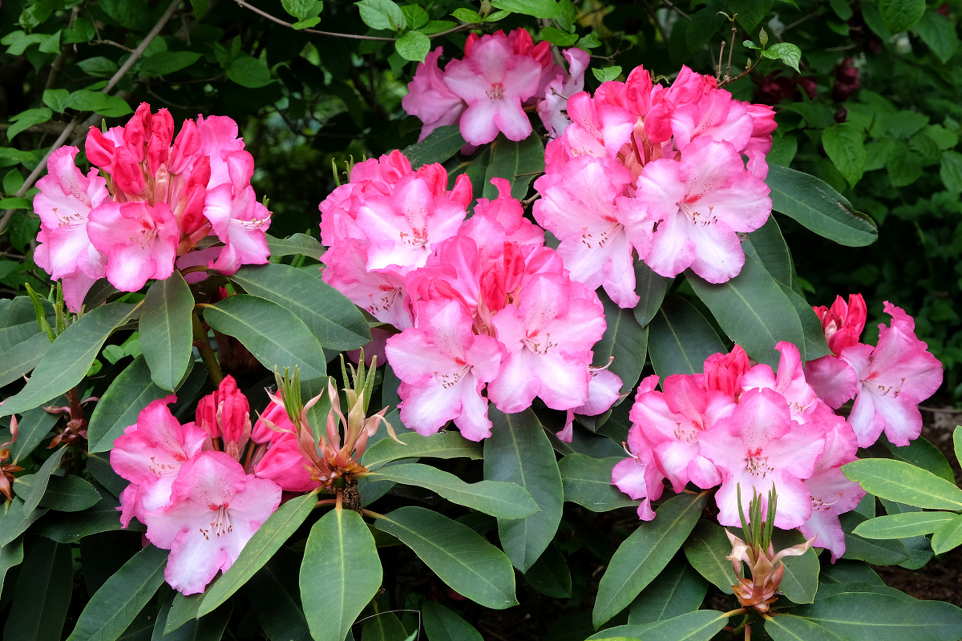 簕杜鹃花朵大,花色丰富,适应性较强;三角梅花朵较小,花色以红,紫,白为