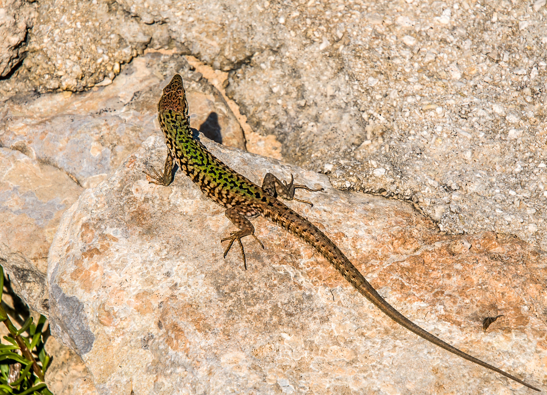 壁虎[心] house lizard