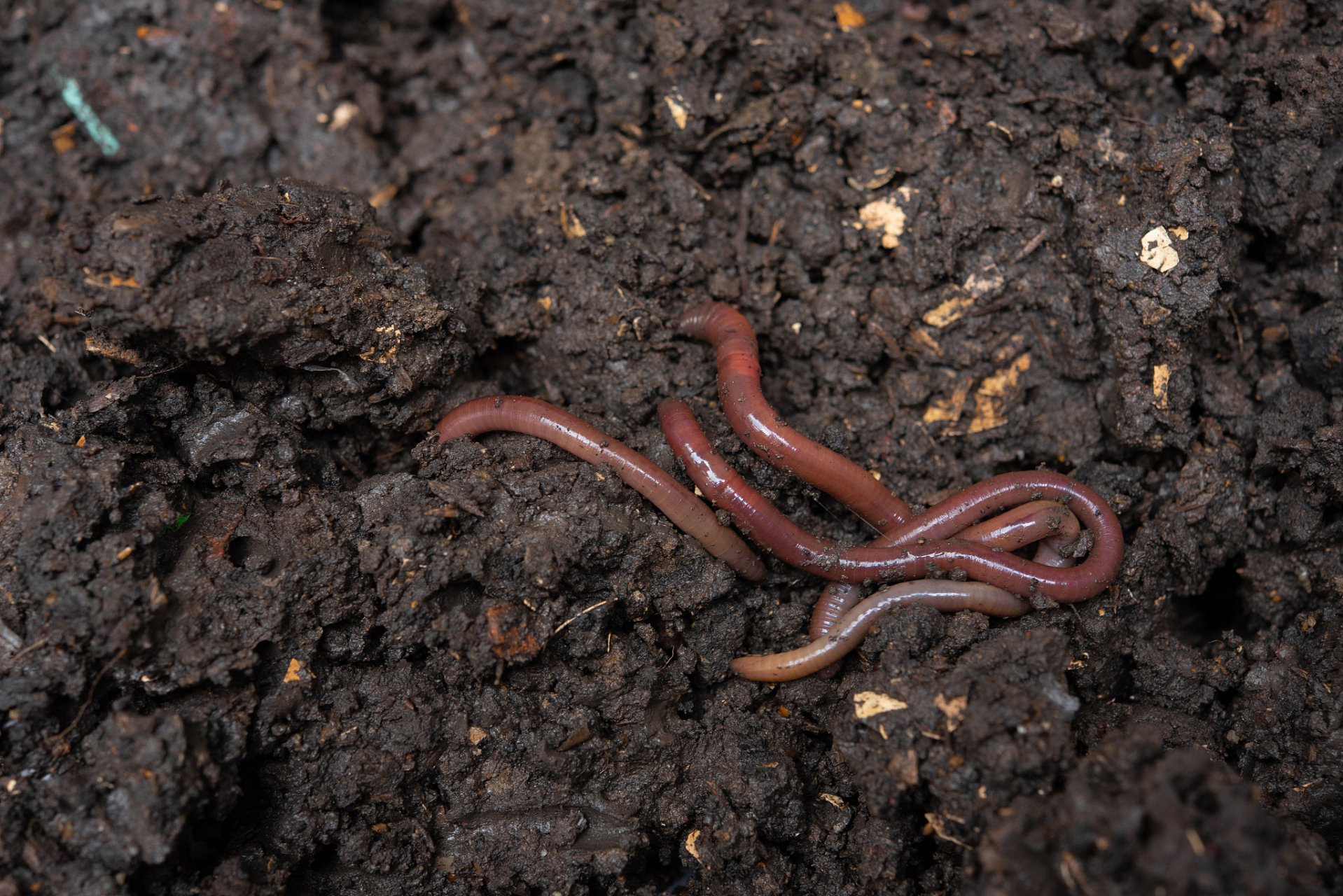 蚯蚓是天然的鱼饵,生活在阴暗潮湿,酸甜味的食物中