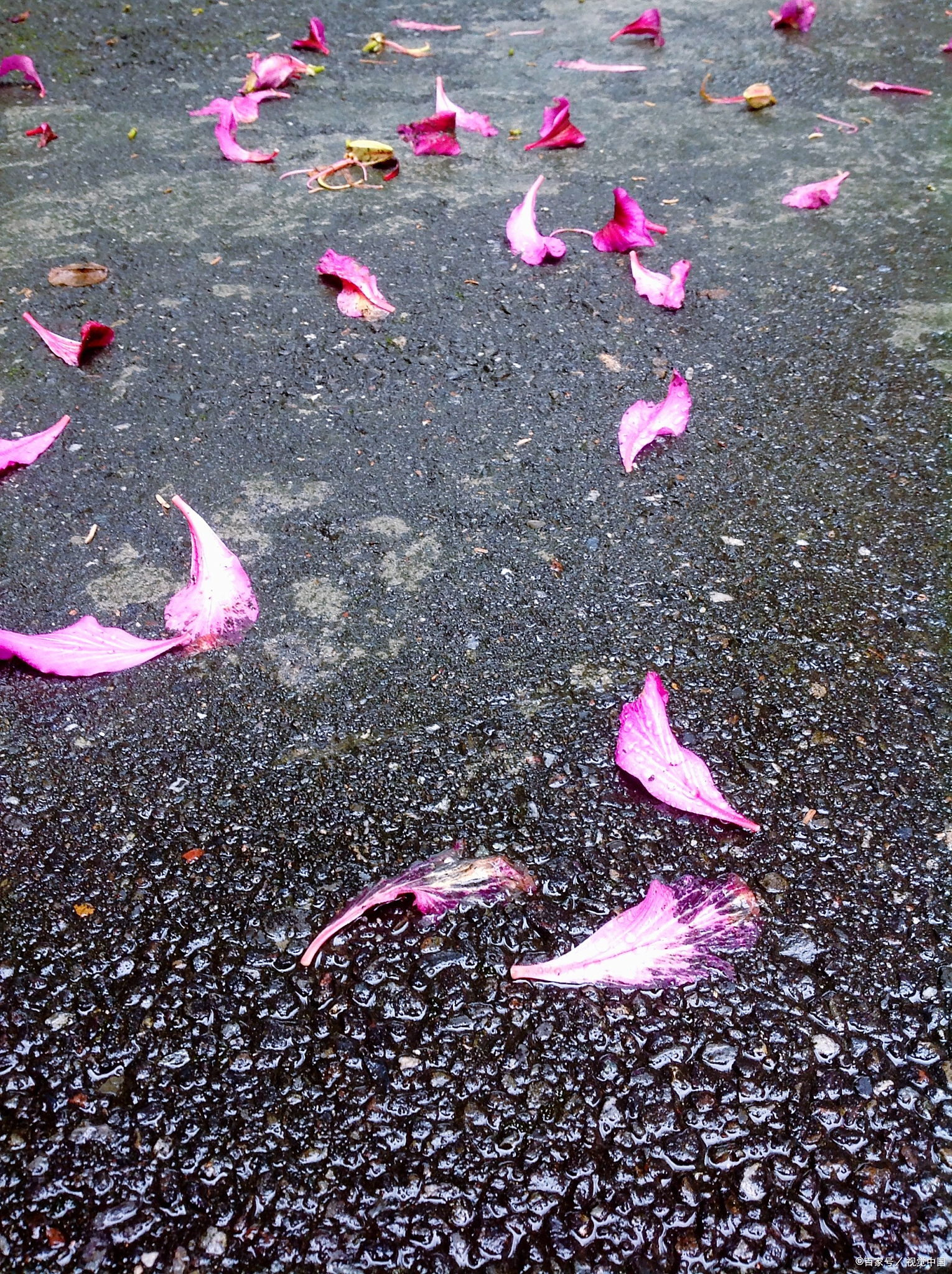 走在街头,不经意间瞥见一片缤纷的落花,它们随风飘舞,像是在诉说着