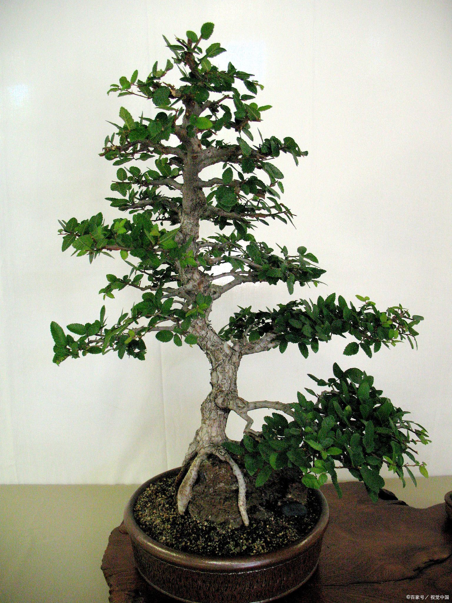 小叶黄杨的种植方法和注意事项