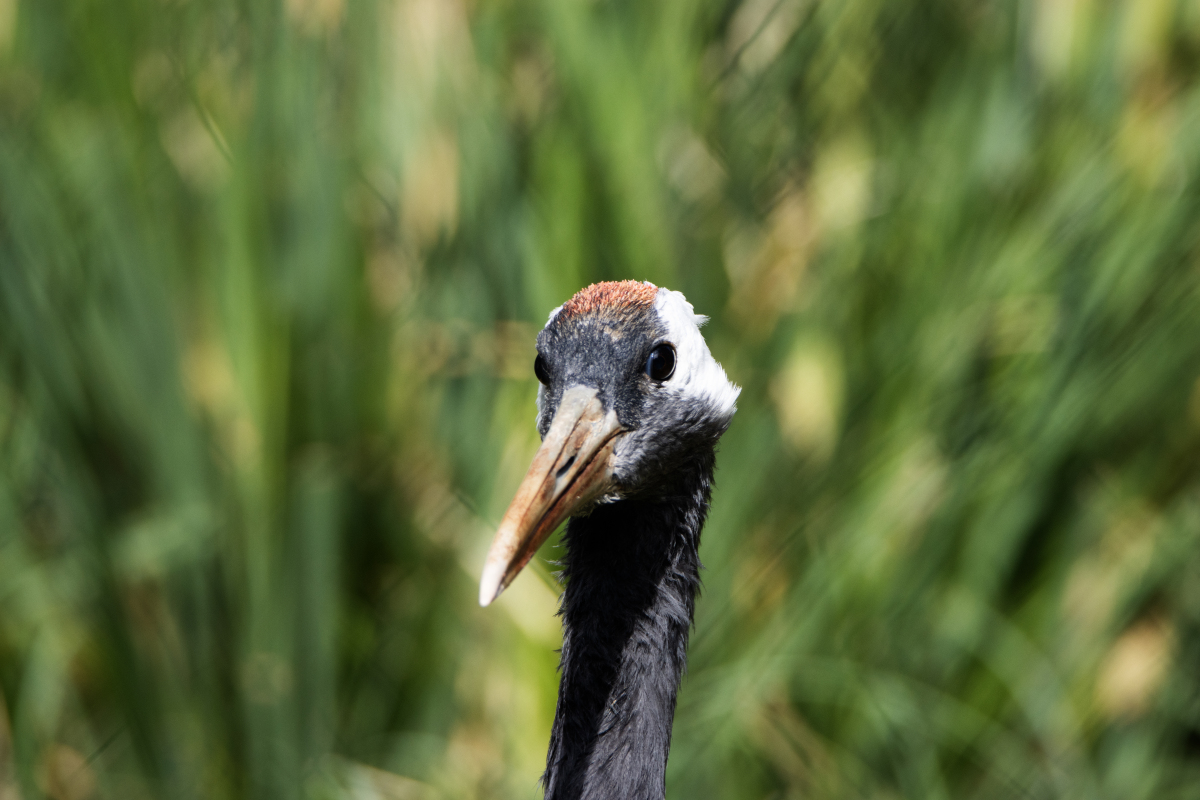 丹顶鹤(grus japonensis)头部特写,背景为自然绿色