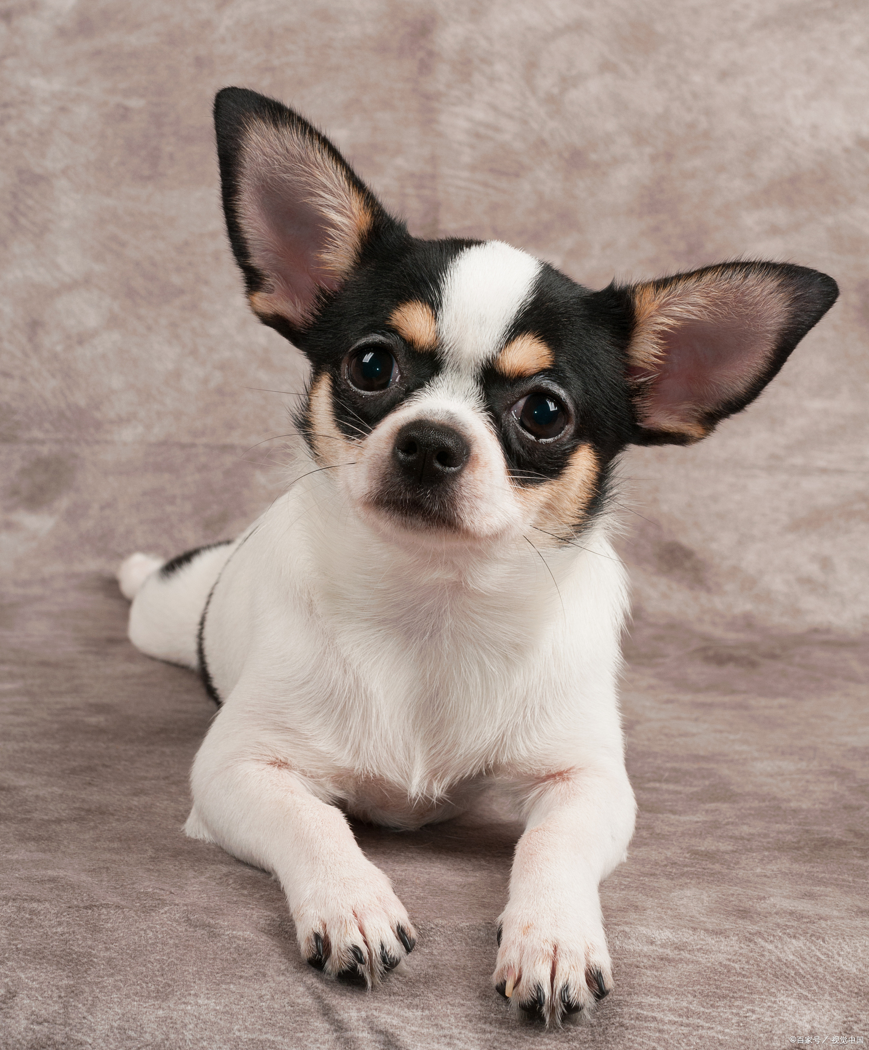 小鹿犬与吉娃娃大揭秘,你能分清它们吗