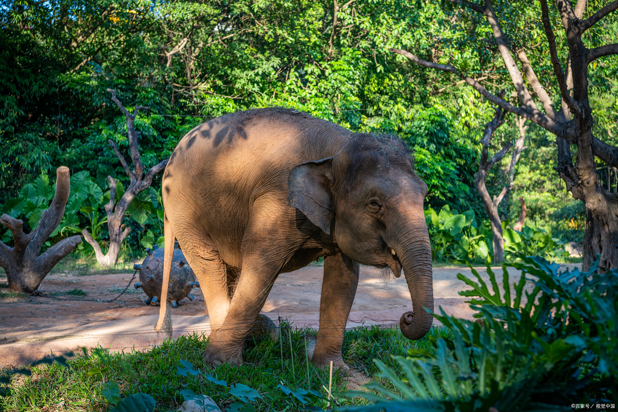 大象回家住哪里