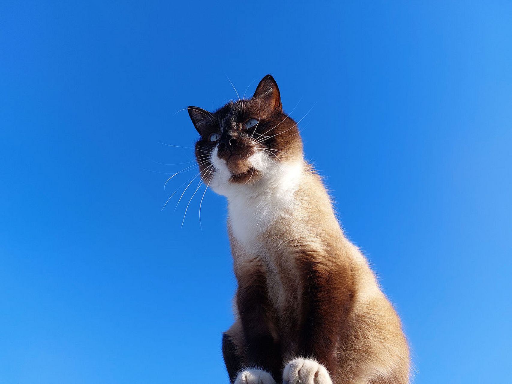 暹罗猫,来自泰国的神秘宝藏!拥有迷人的蓝色眼眸和优雅身姿.