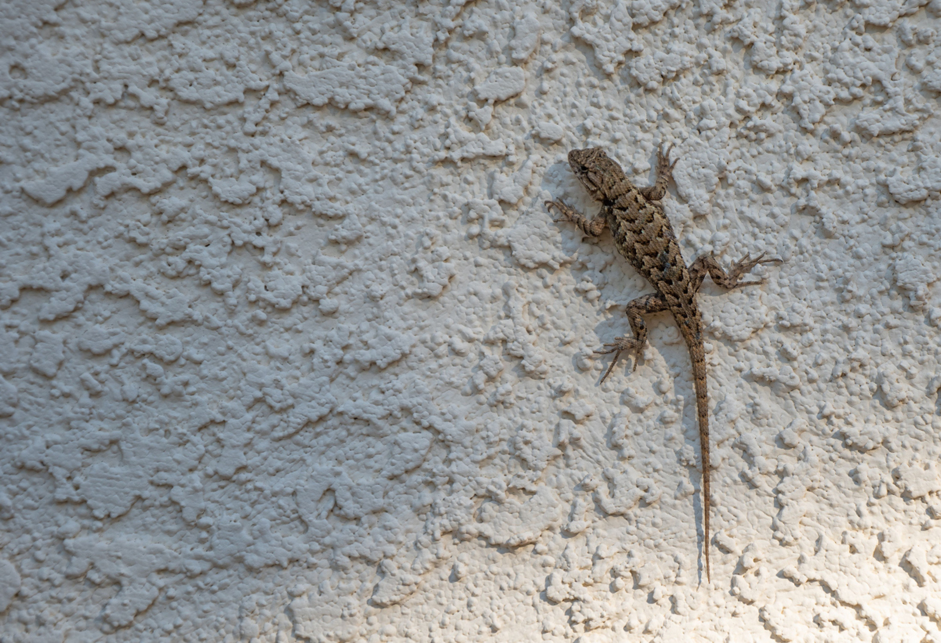 由于壁虎是食虫类动物,它们吃的也是蚊子,蛾子等体型较小,体内水分