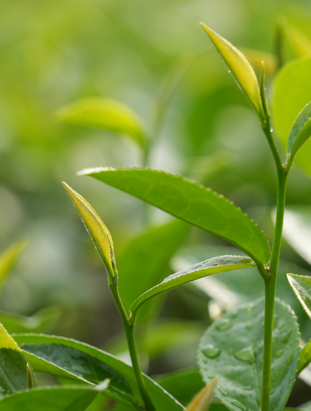 每种绿茶都有其独特口感和故事,品鉴绿茶不仅是品味清新与健康,更是