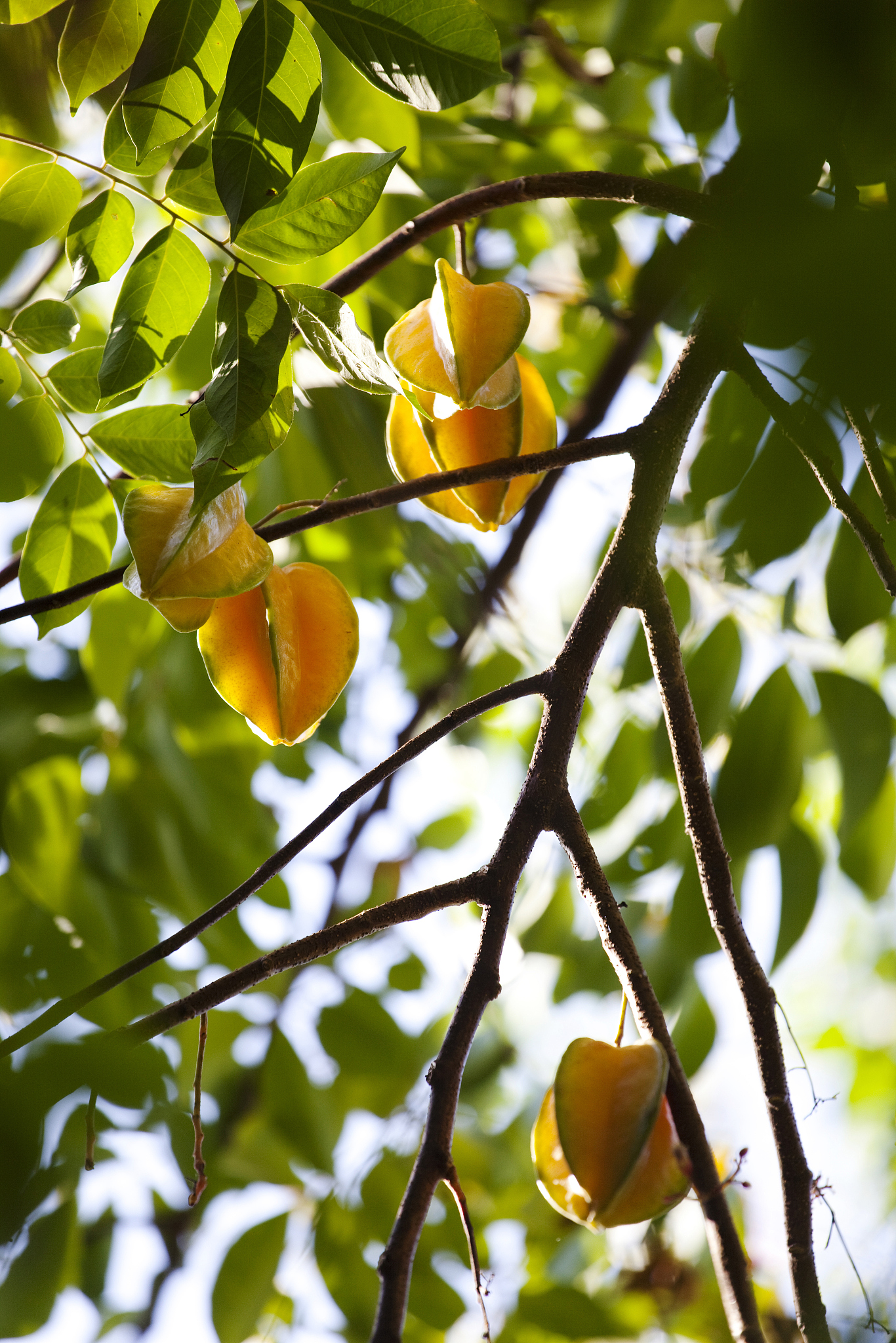 金黄的杨桃星星点点挂于枝头,在阳光的照耀下,闪烁着诱人的光泽