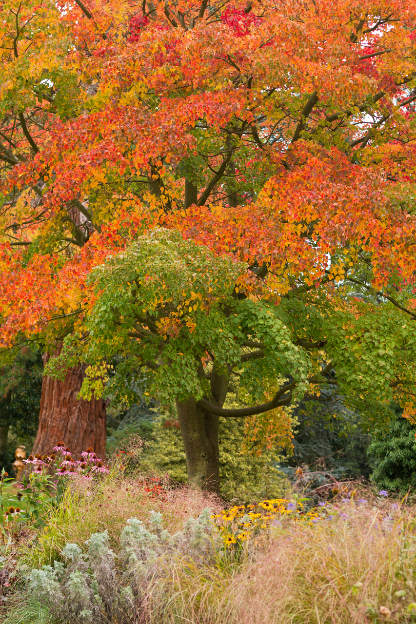 乌桕,是一种充满神秘色彩的树种,属于大戟科落叶乔木,更是中国特有的