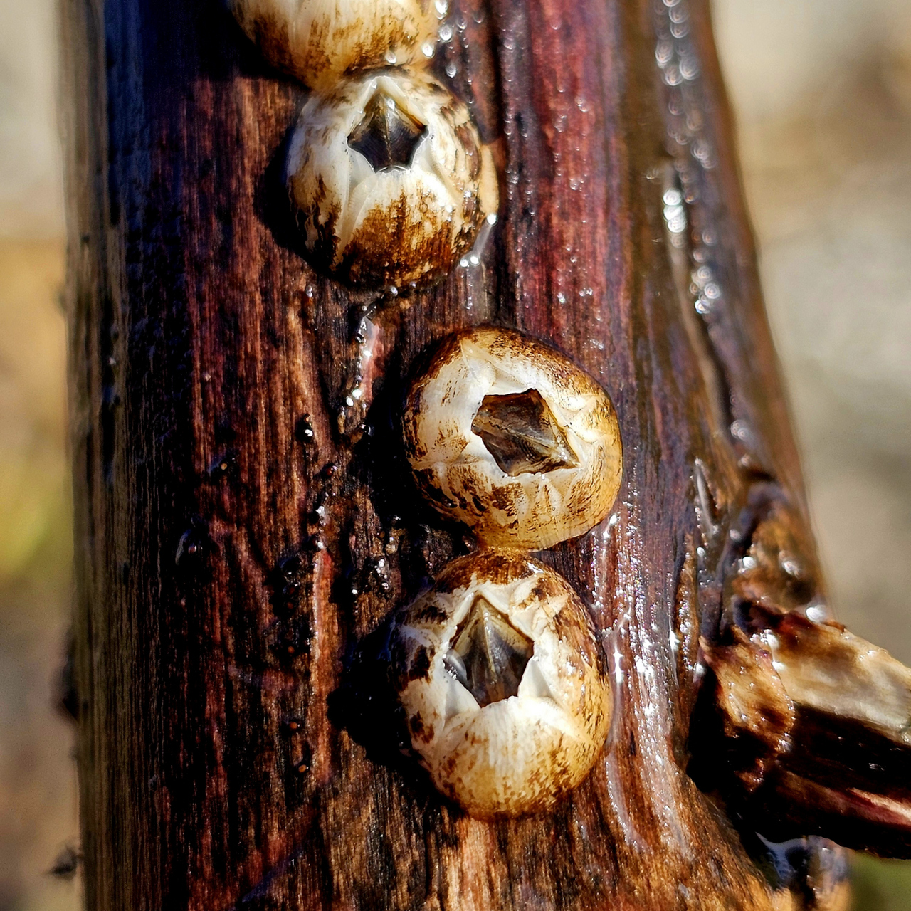 藤壶本身不产生毒素,但通过食物链积累有毒物质,因此不同种类和环境中