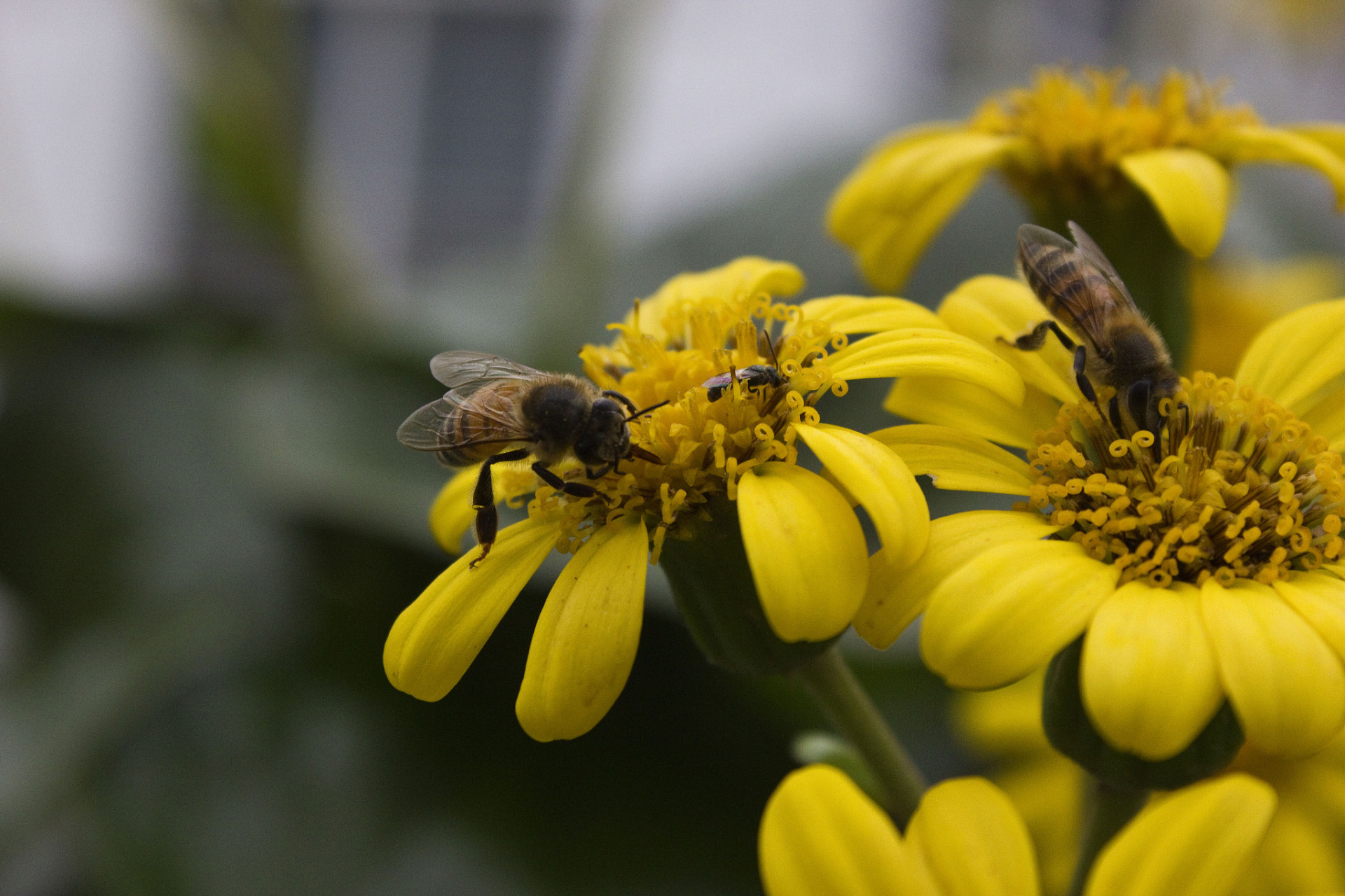 蜜蜂是社会性昆虫,它们以群体方式生活和合作.