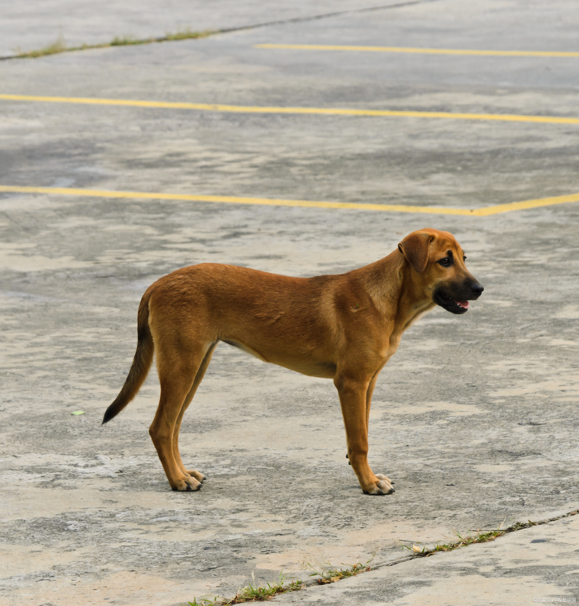 老爷爷去山上砍柴,不小心摔了一跤,大黄狗给爷爷救了!