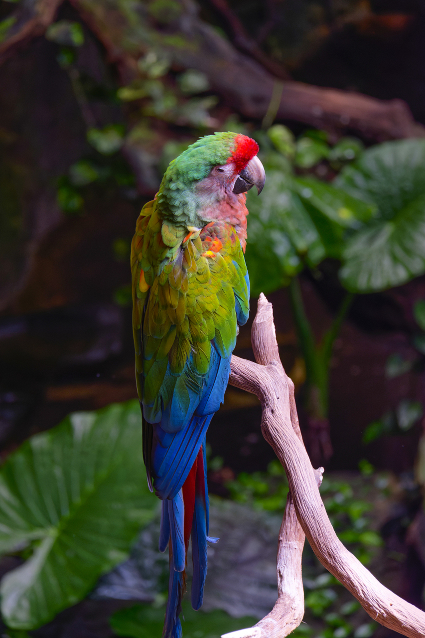 [原文:如何判断母鹦鹉体内有蛋了