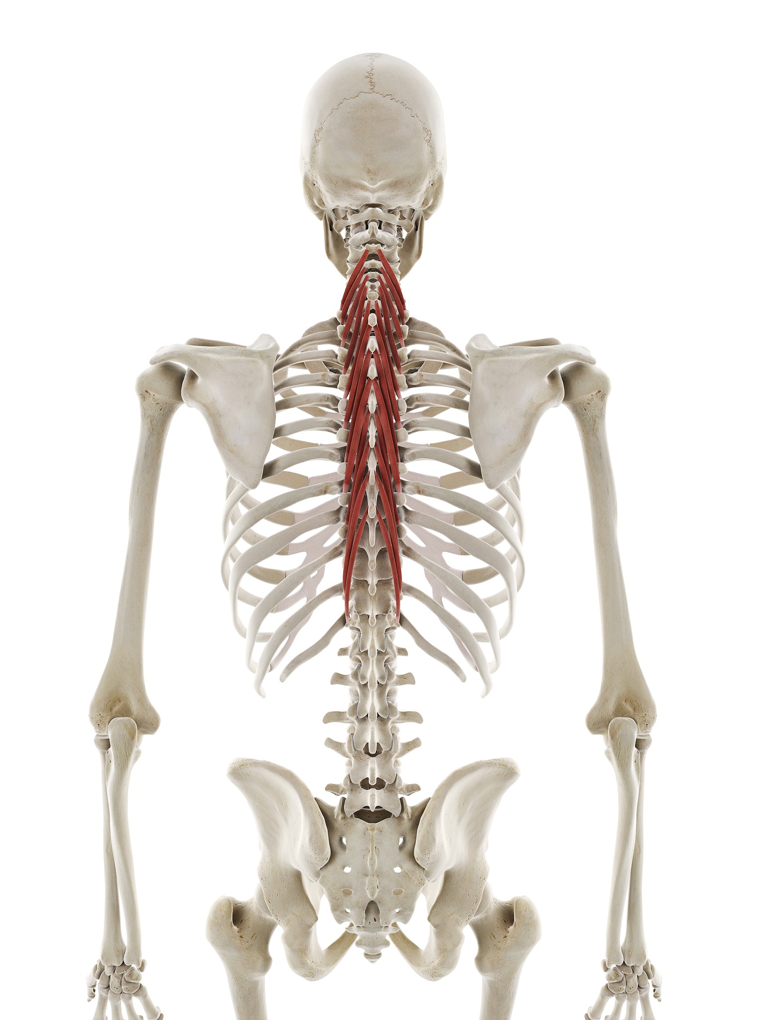 图片人体椎骨脊柱骨骼脊椎骨骼结构图背部骨头人体背部骨头躯干骨图片