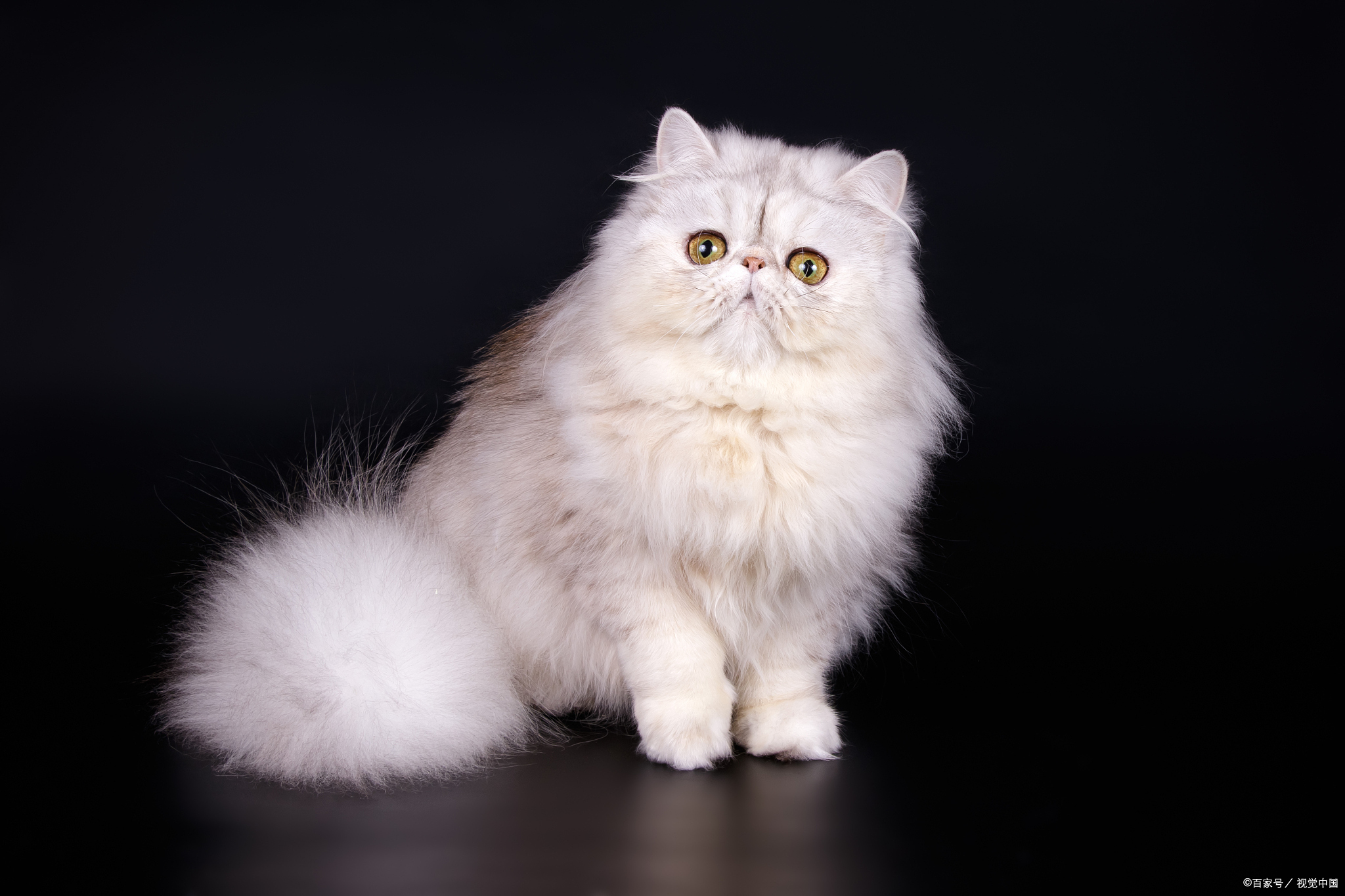 波斯猫:美貌与智慧并存的优雅伴侣