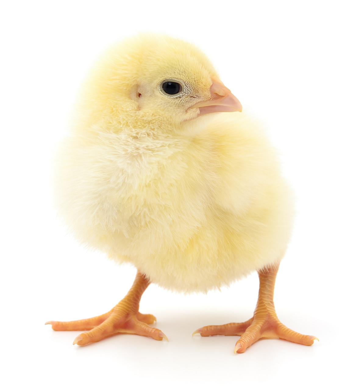 小鸡不吃食的处理方法     小鸡不吃食可能由多种原因引起,包括疾病