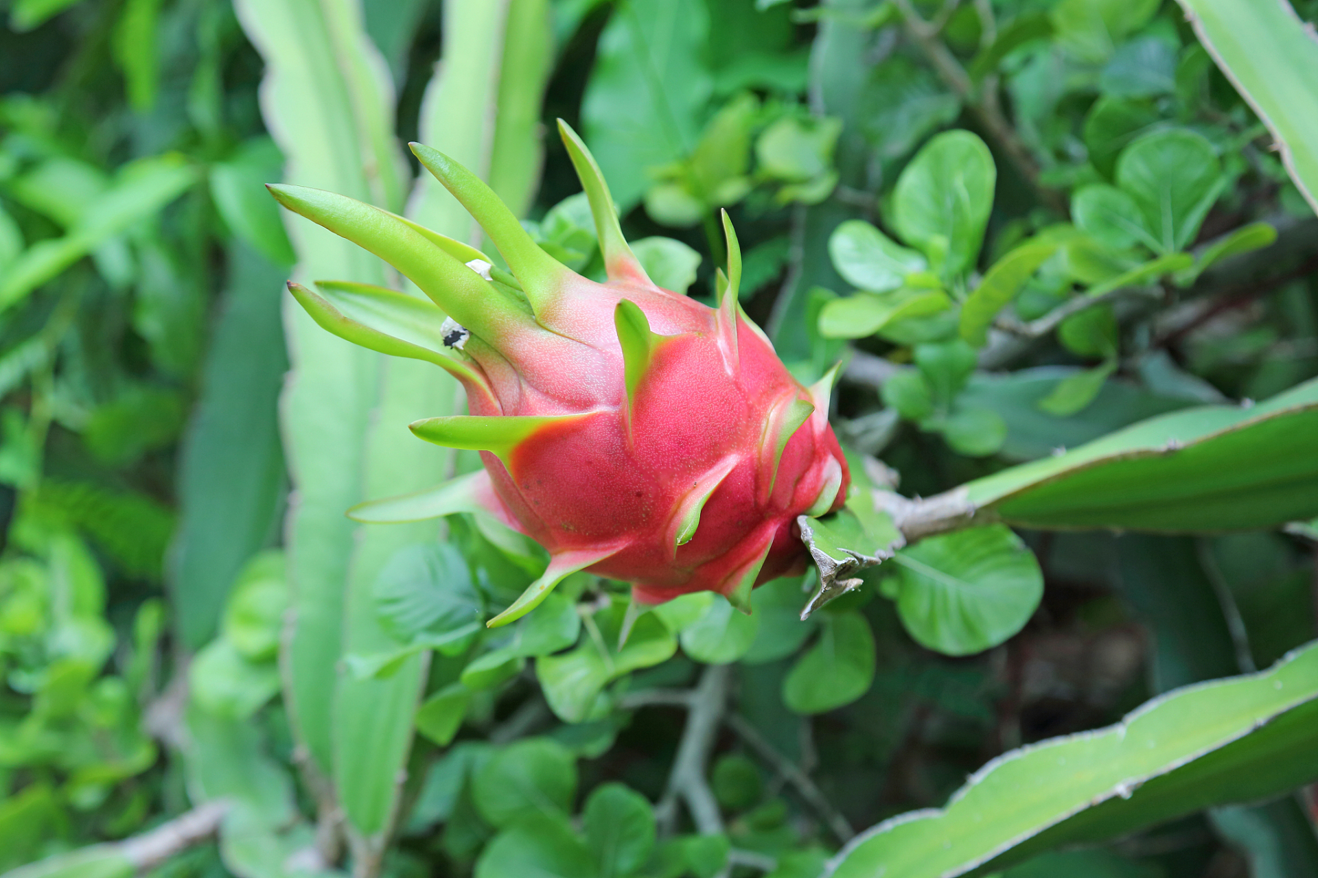 "广西火龙果:10元70个,这价,你买不买?