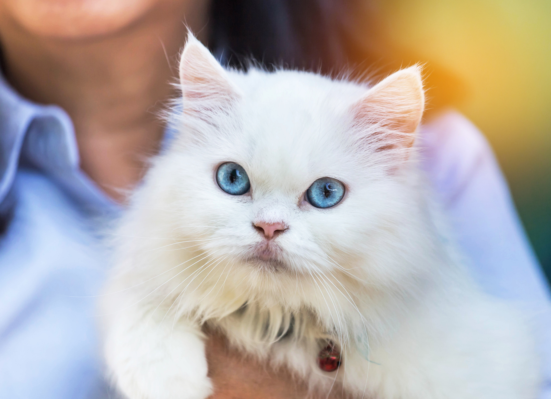 波斯猫是一种源自伊朗的猫品种,通常被认为是高贵,优雅和迷人的.