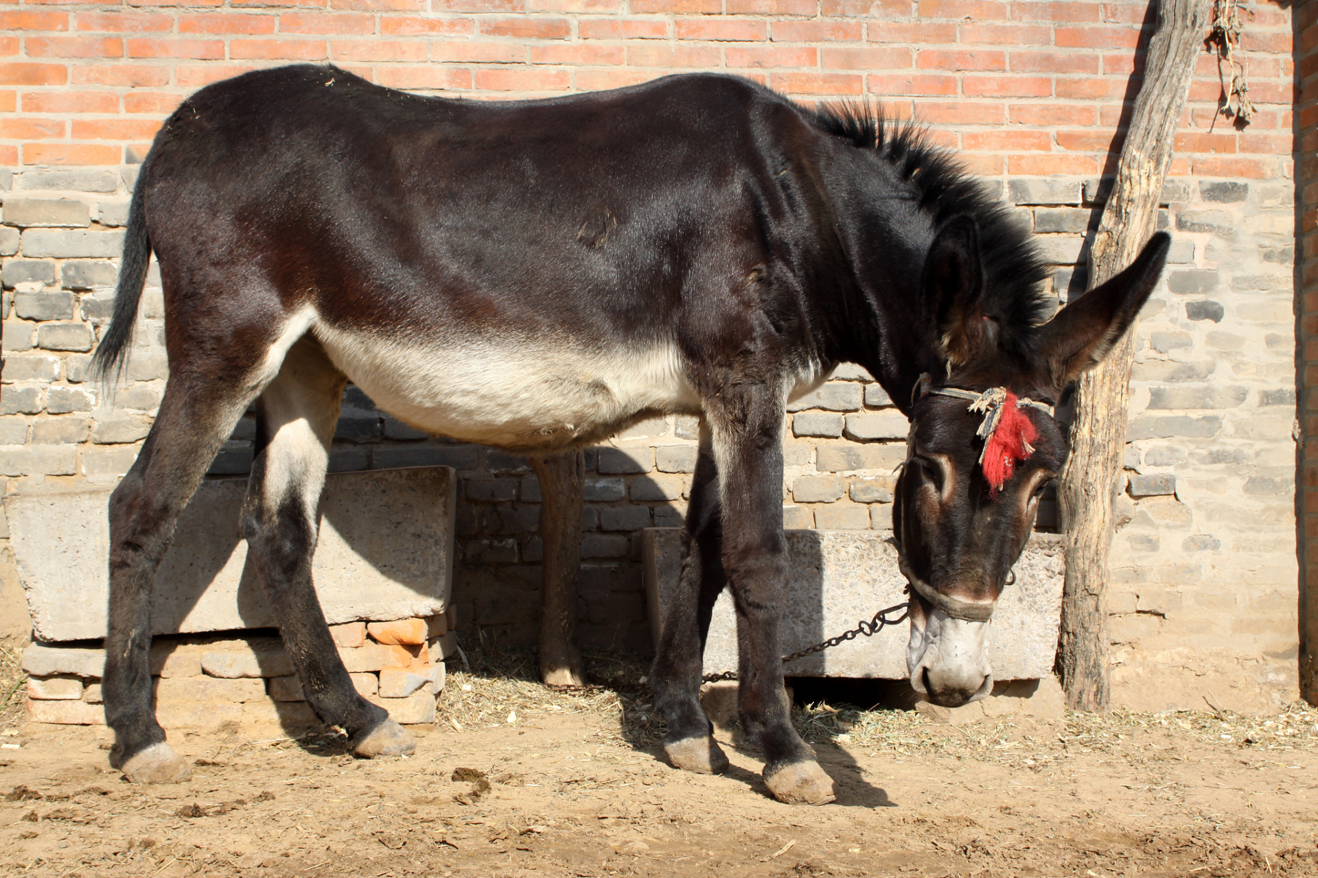 骡子肚子发胀,兽医竟然用放气点火的方式治疗,这操作惊呆了网友!