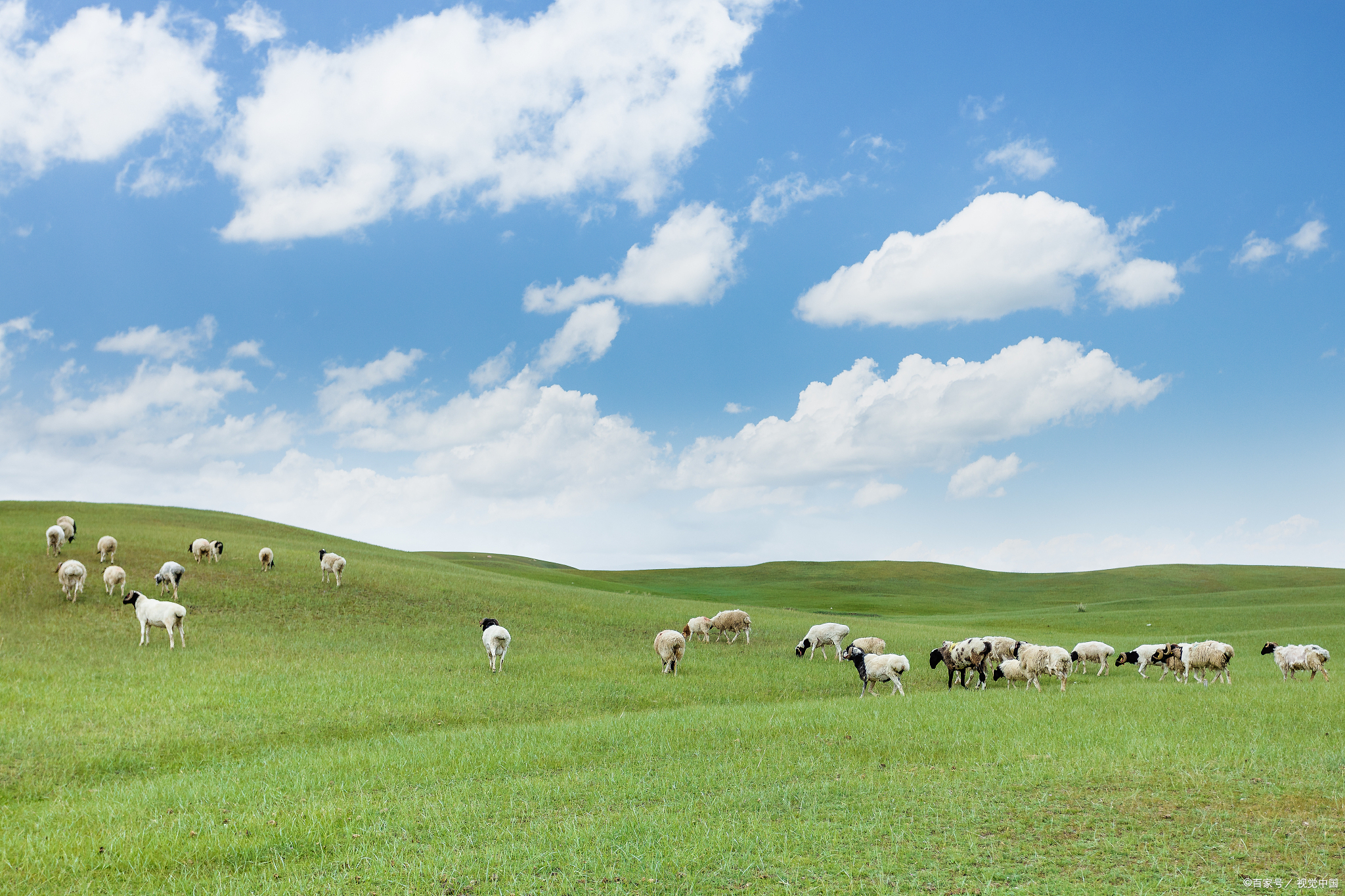 一个人养羊300只一年能挣多少钱真相与理想永远有差距