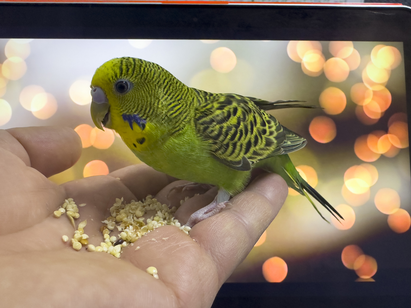 虎皮鹦鹉公母叫声大不同!听声音识鸟,轻松分辨性别.