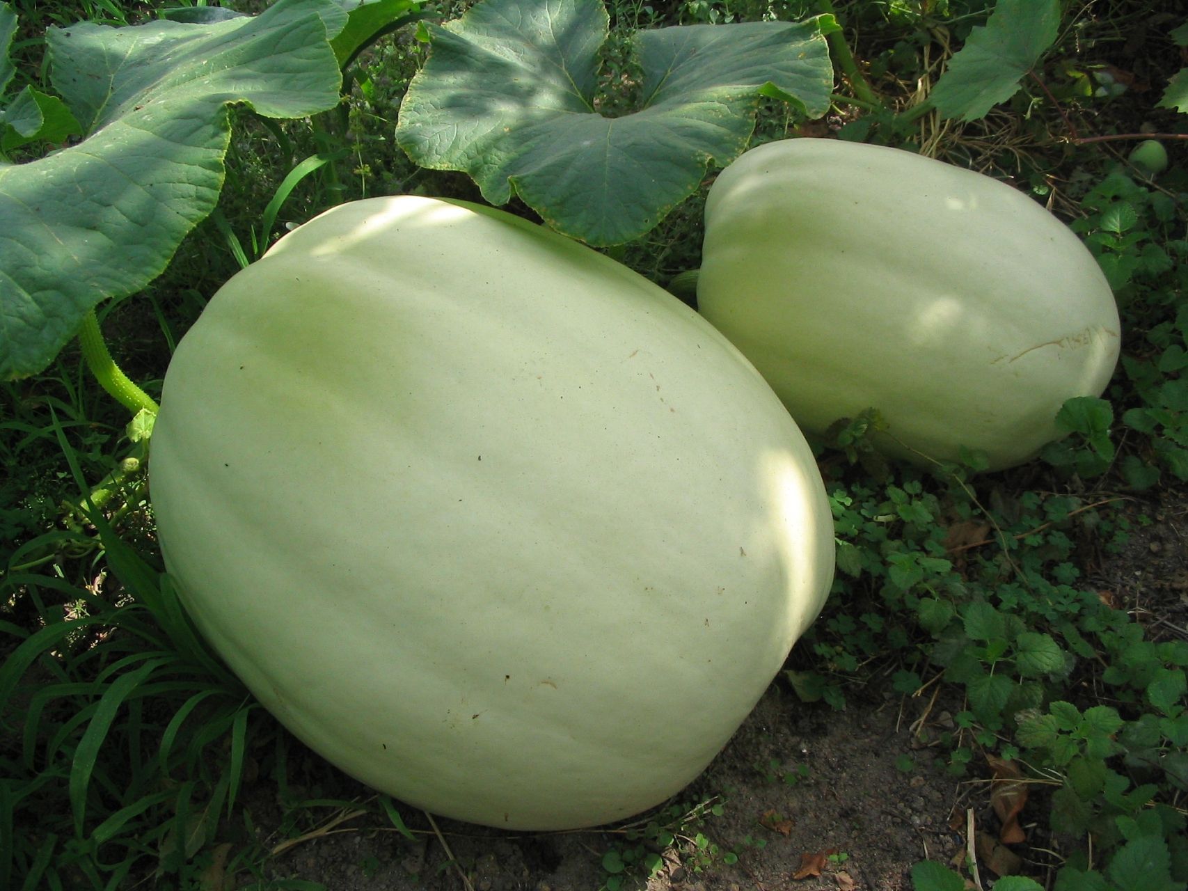 绿油油的小圆瓜看起来很是可爱,入口即化的口感让人欲罢不能.