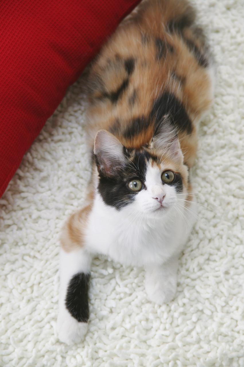 [原文:三花猫有多聪明呢?