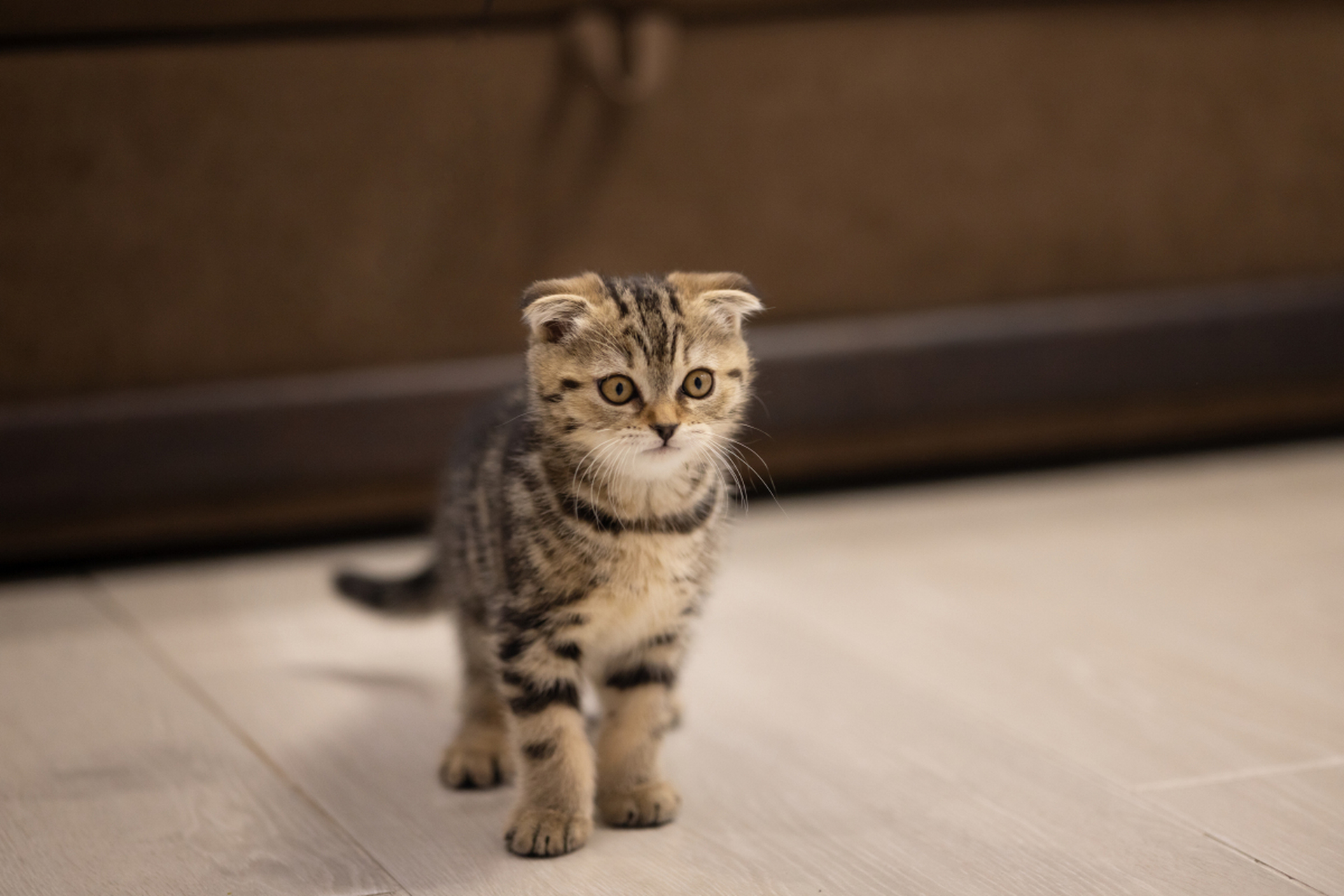 苏格兰折耳猫非常聪明,喜欢学习新技能.