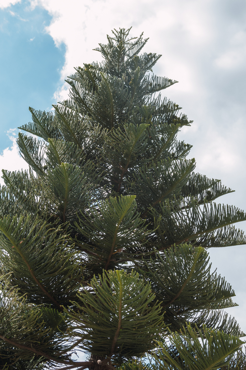 松树和柏树虽然不同科,但都是常绿乔木.